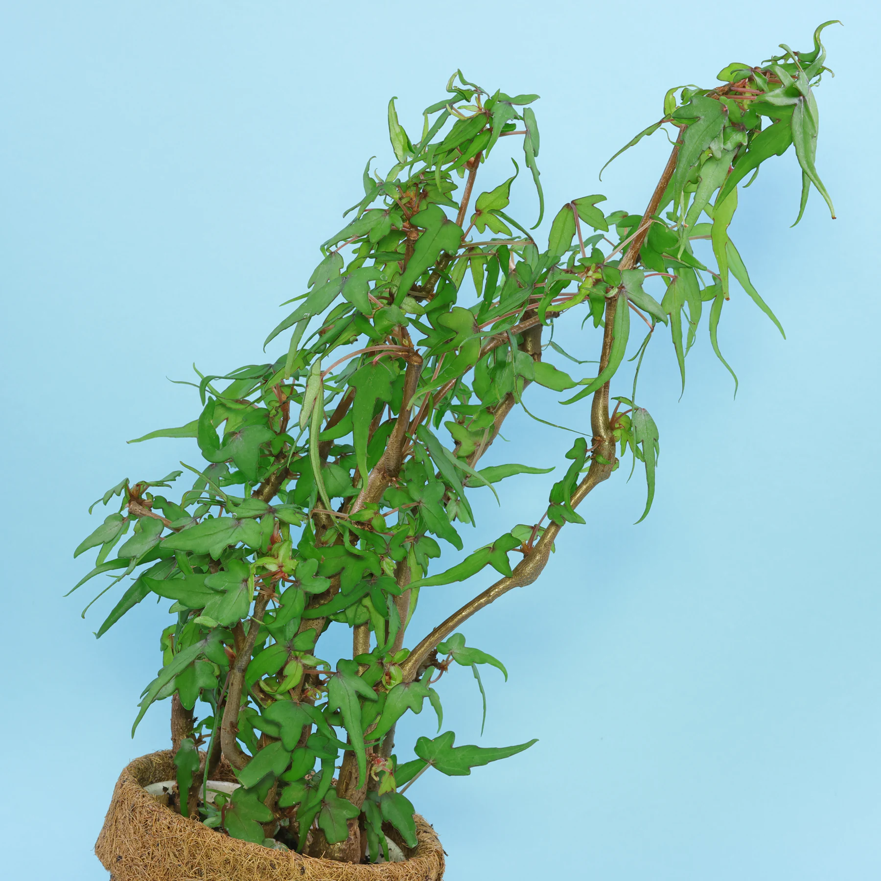 Begonia dregei