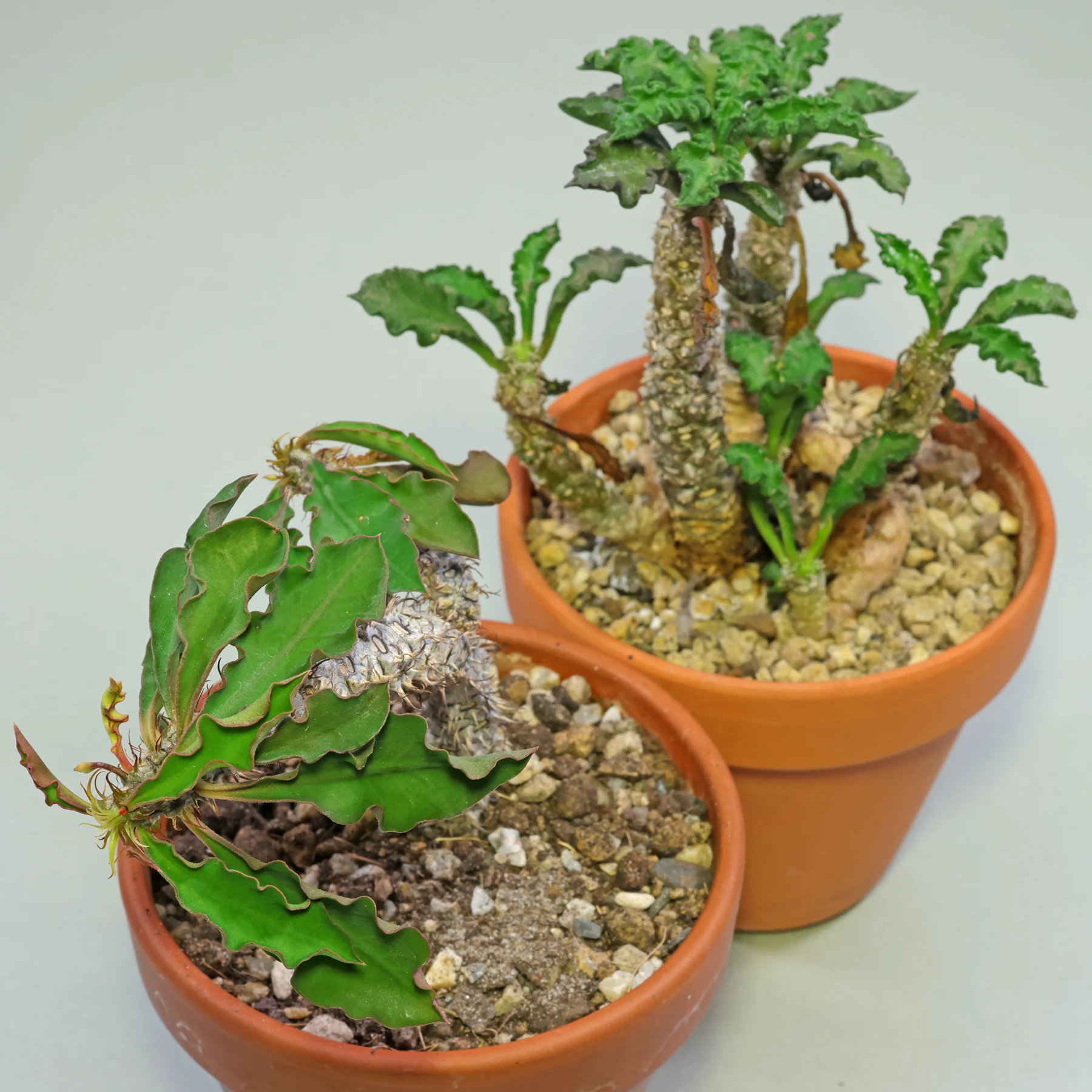 Euphorbia Nat Wong & Euphorbia decaryi