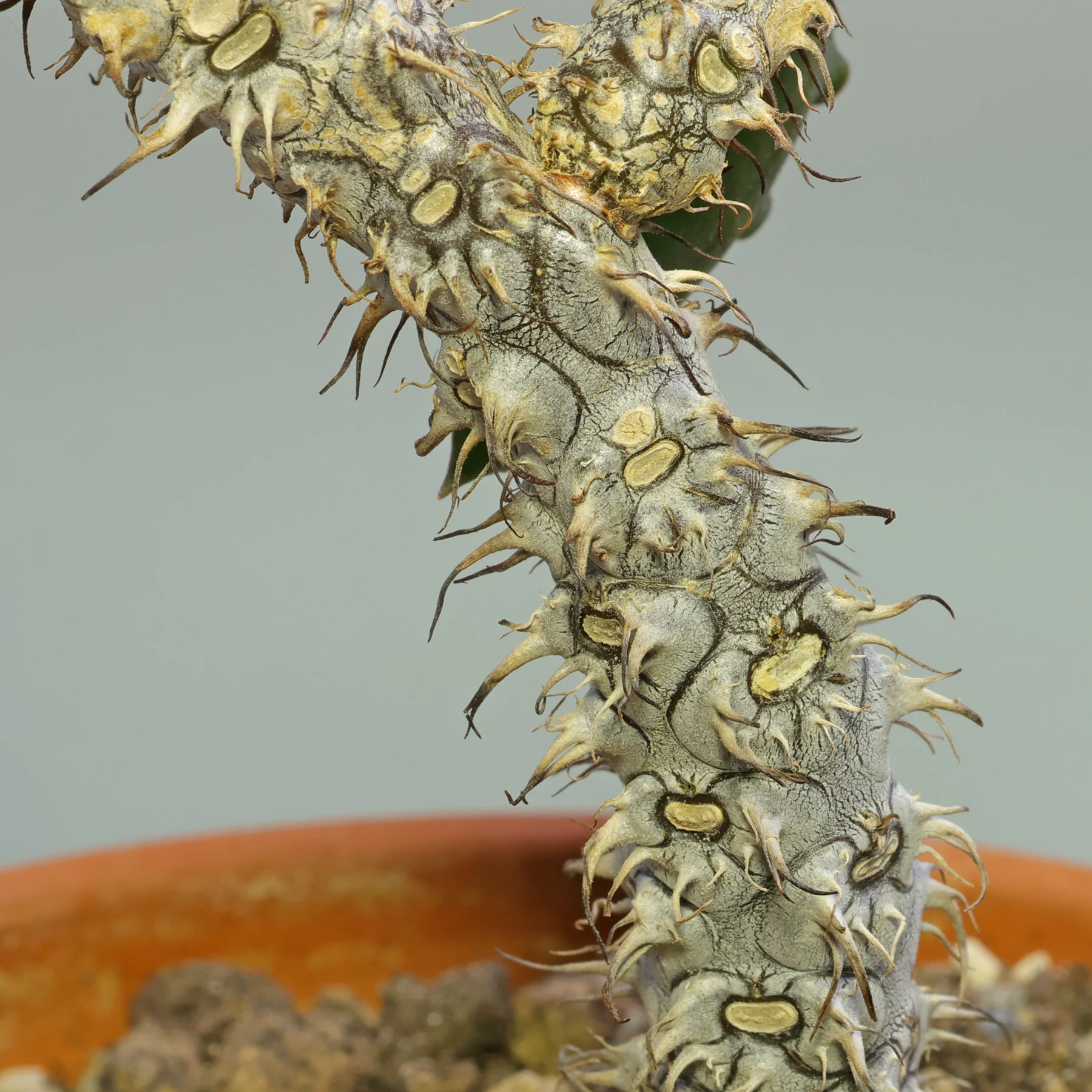 Euphorbia Nat Wong spiny stem