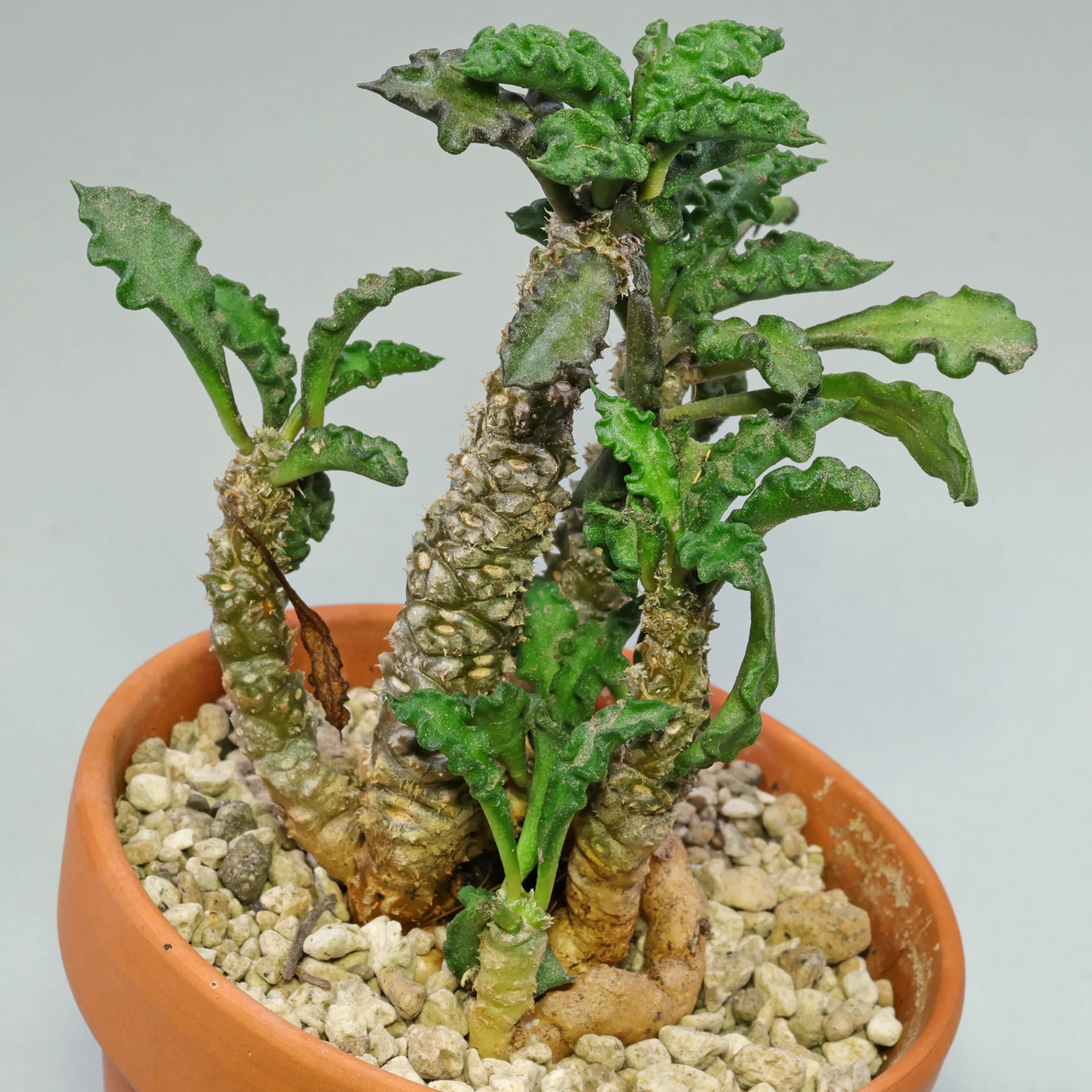Euphorbia decaryi
