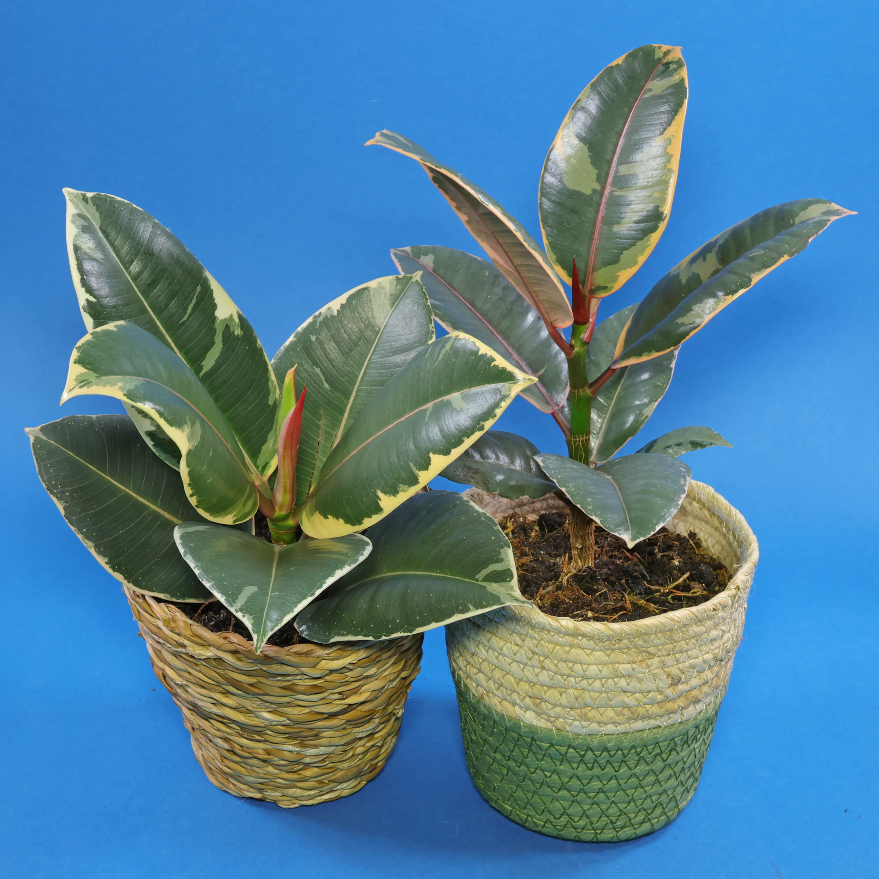 Ficus elastica Belize & Ficus elastica Tineke