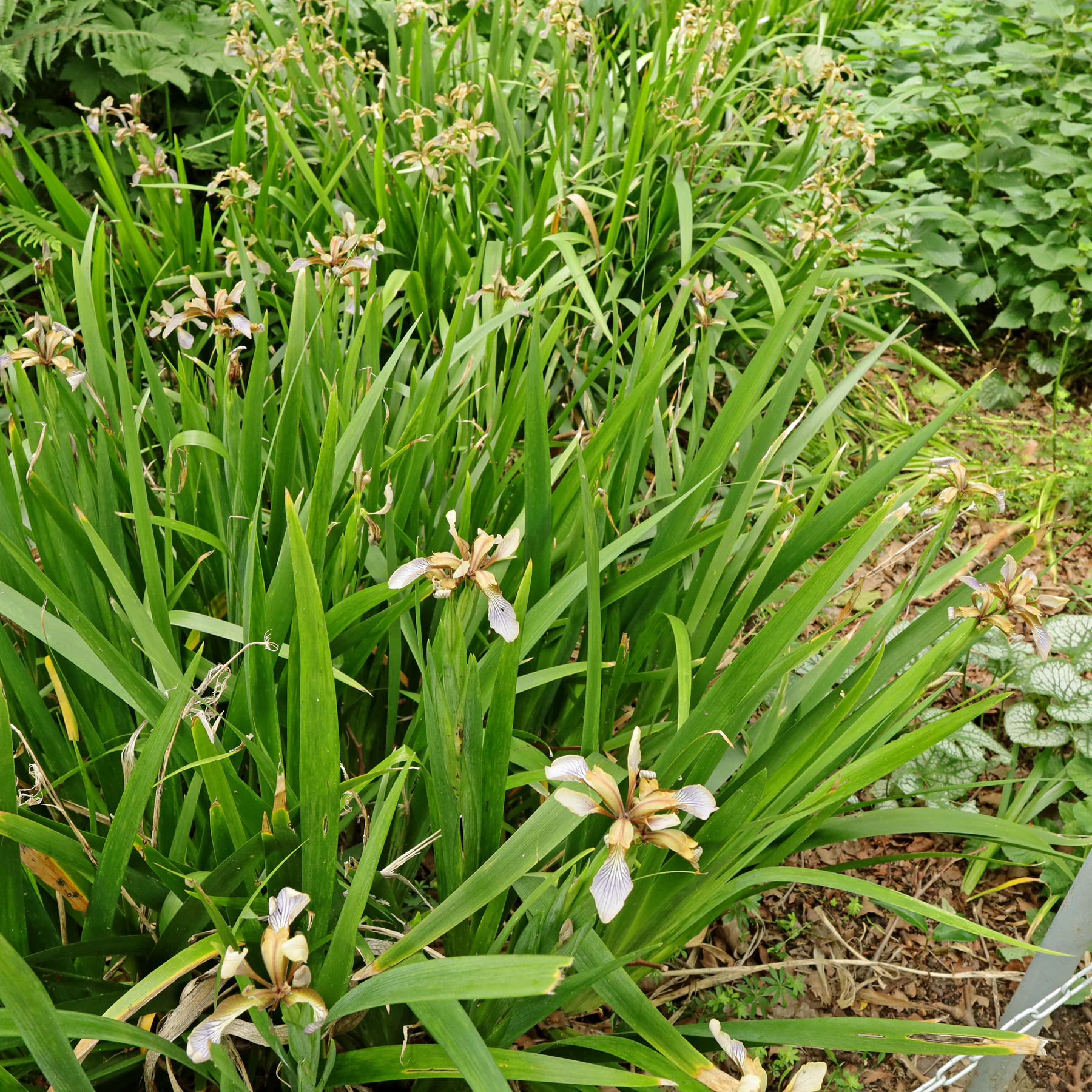 Iris foetidissima