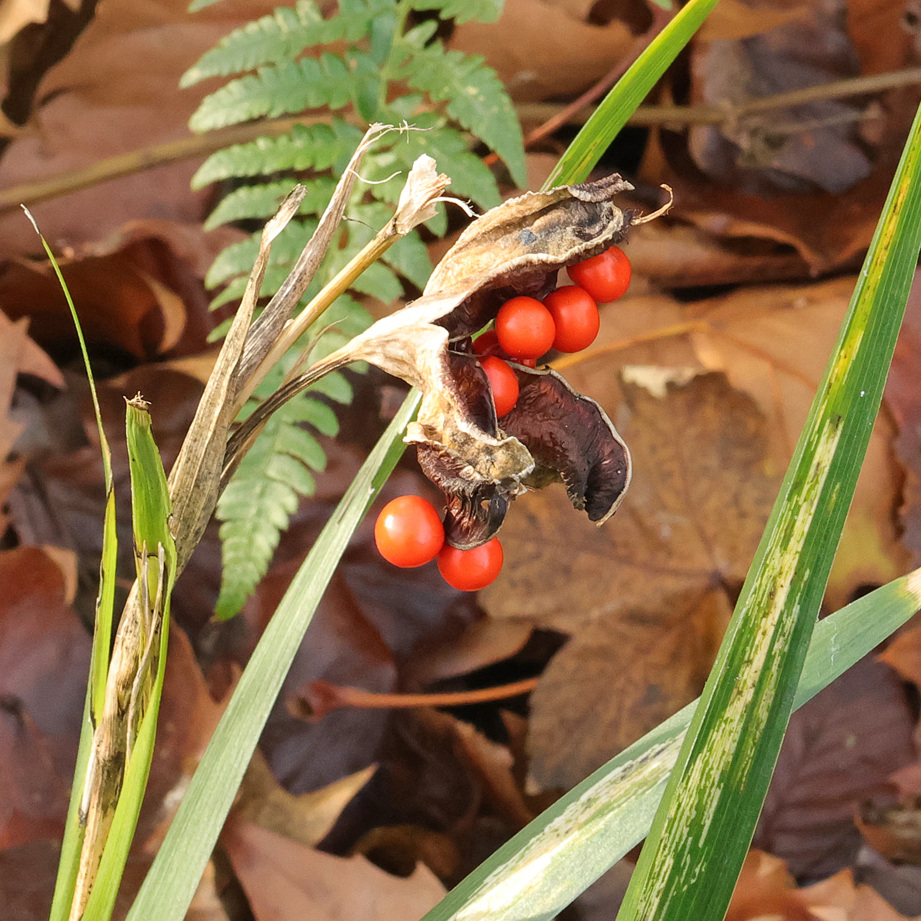 Iris foetidissima