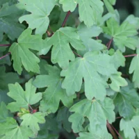 Acer campestre