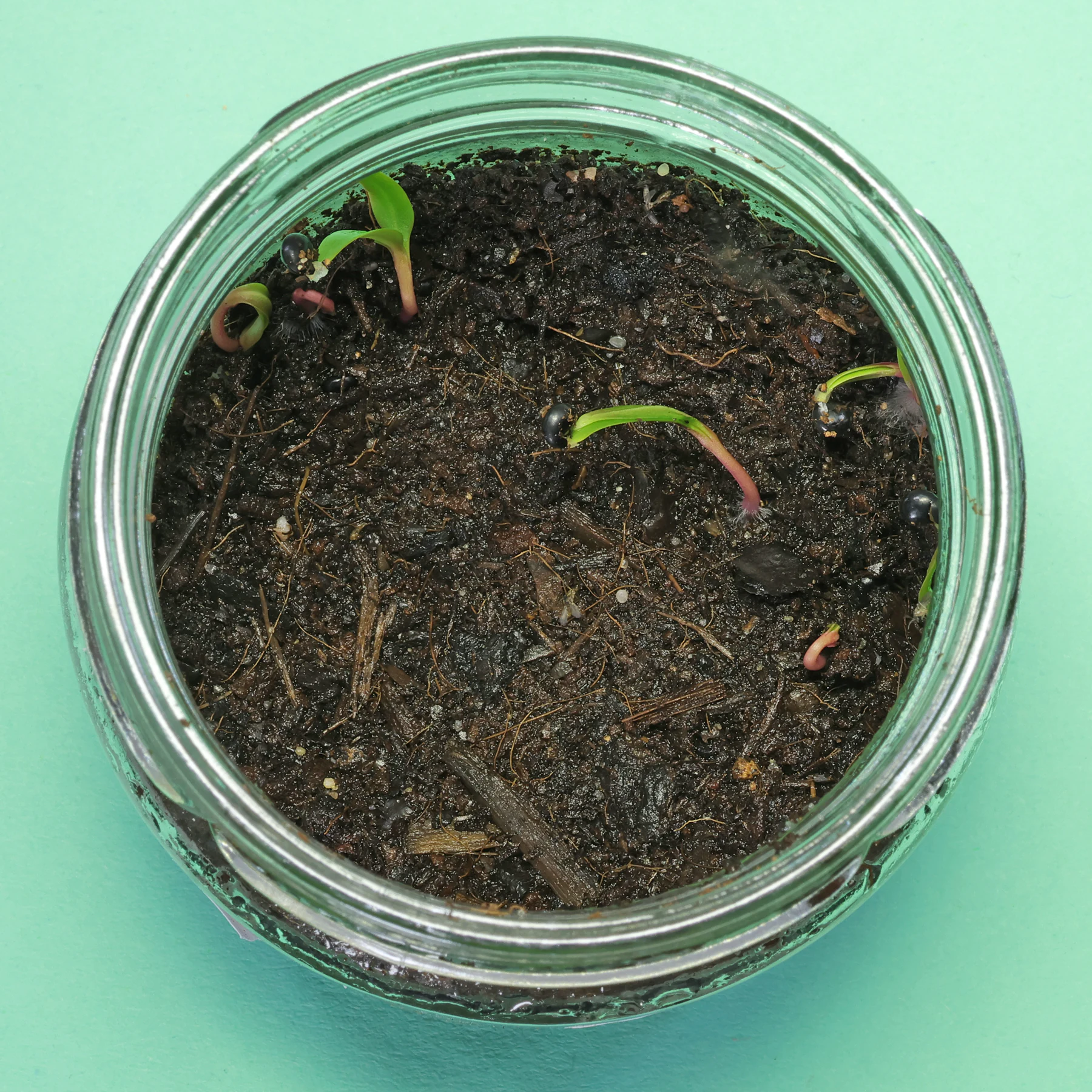 American pokeweed seedlings
