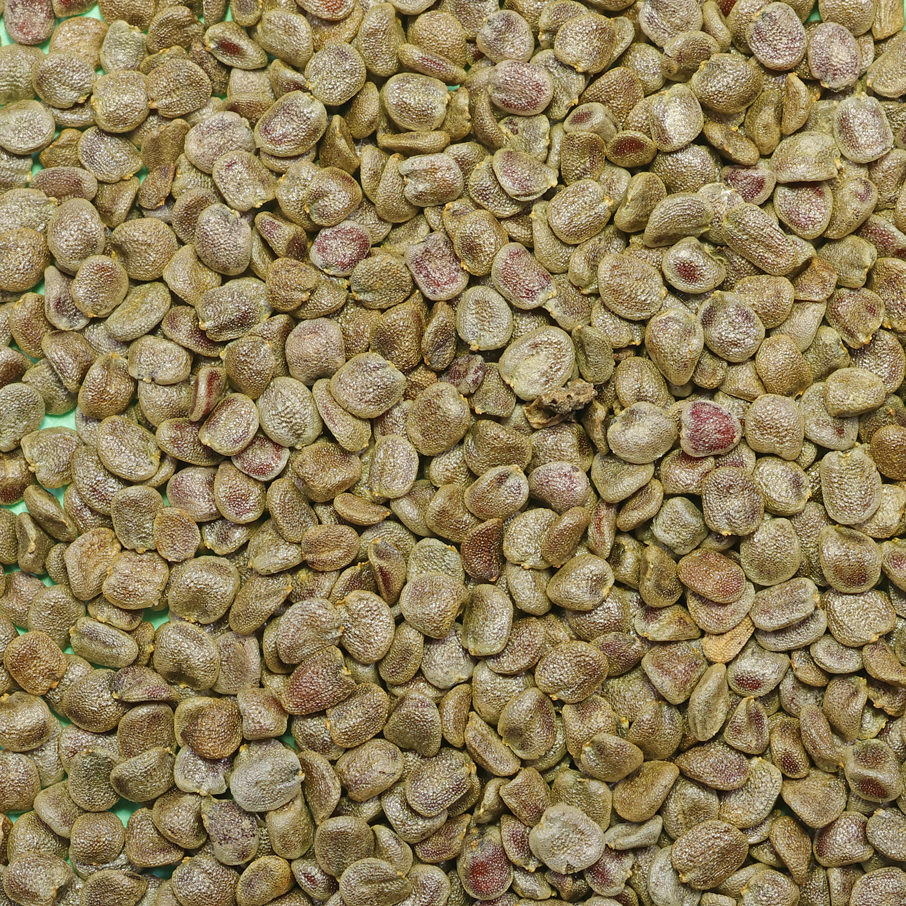 Bittercress seeds