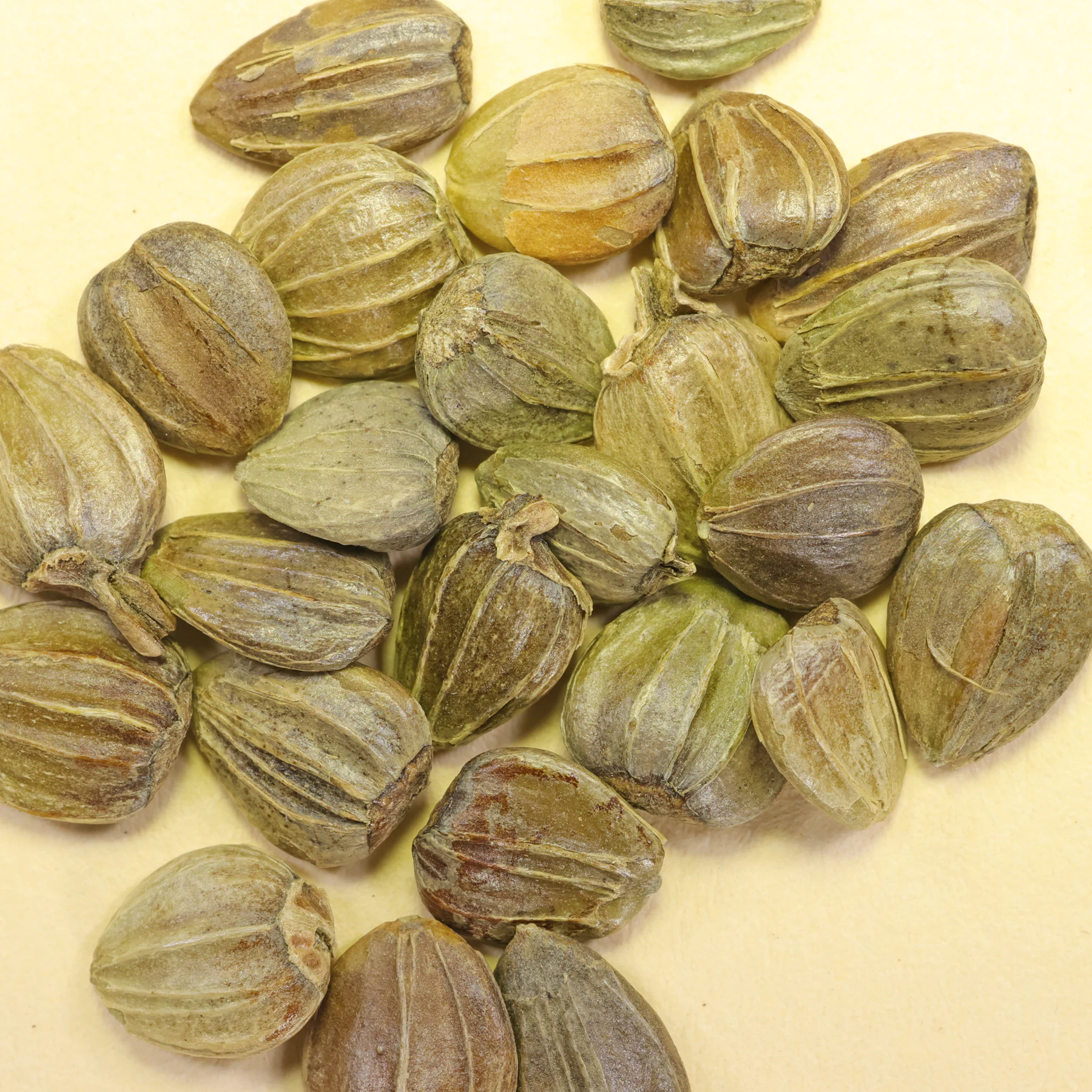 Carpinus betulus seeds
