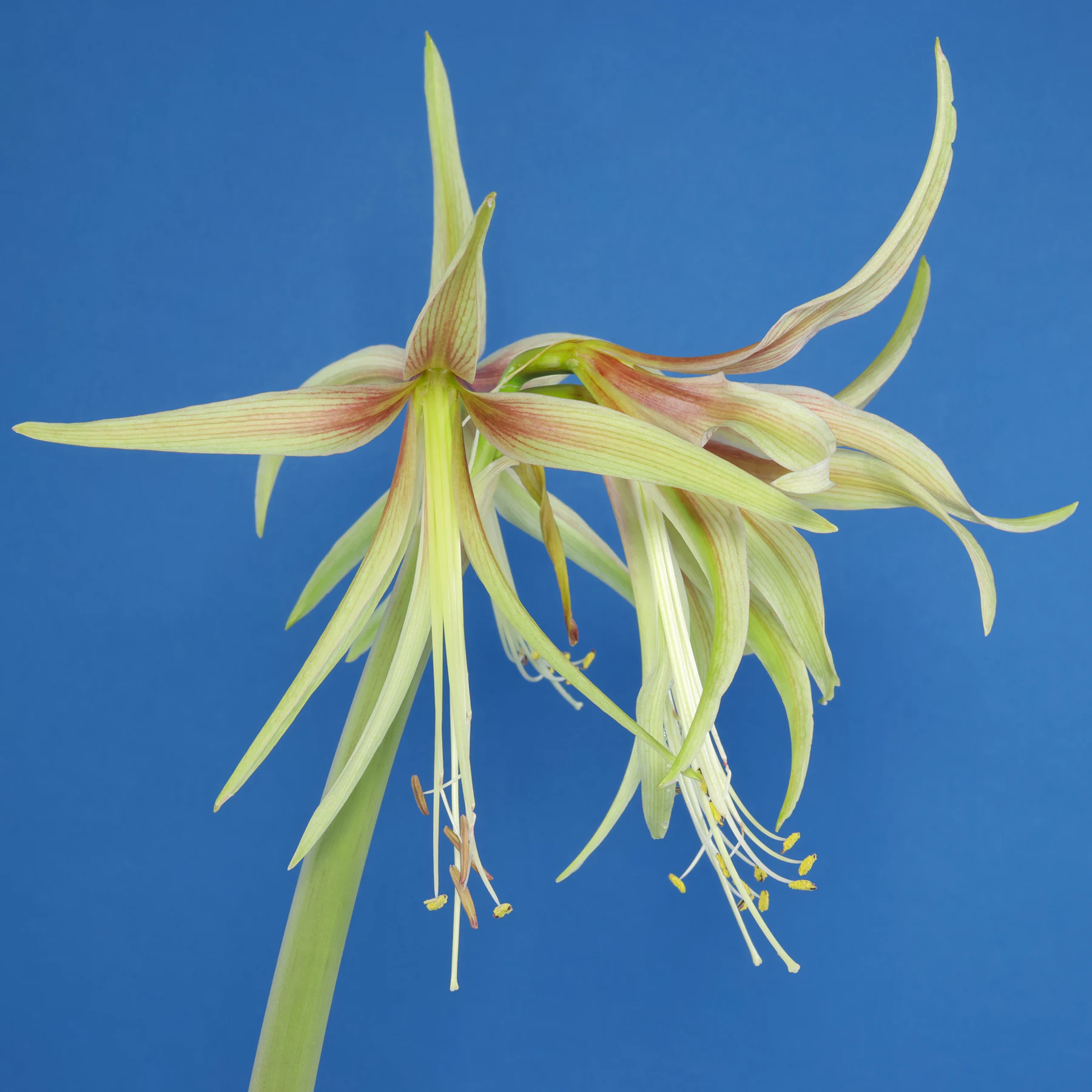 Hippeastrum cybister Emerald