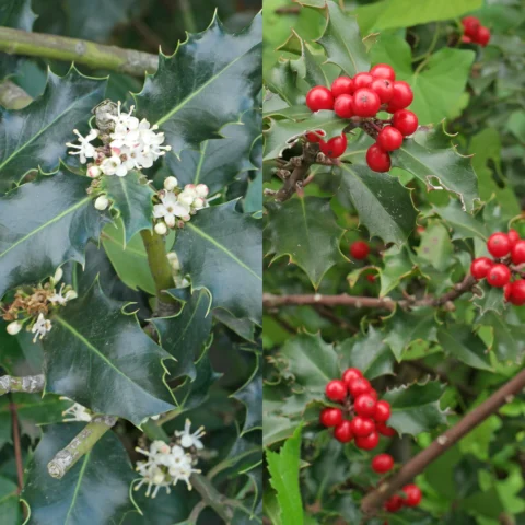 Ilex aquifolium