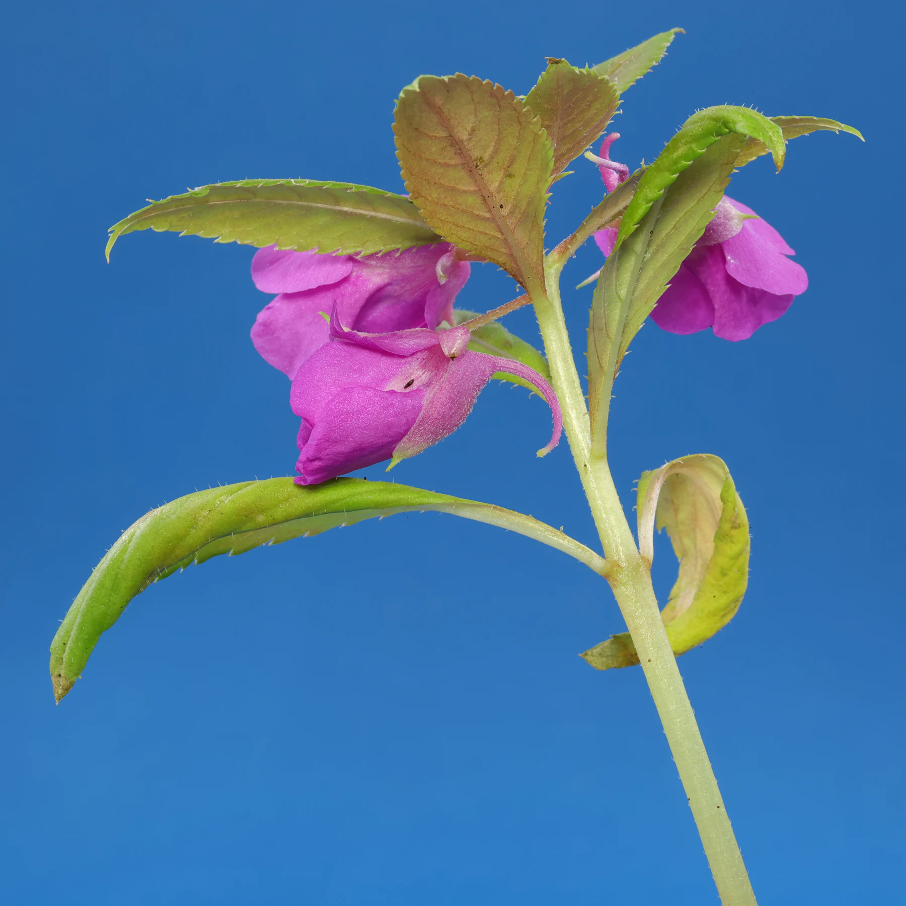 Impatiens balsamina flowers