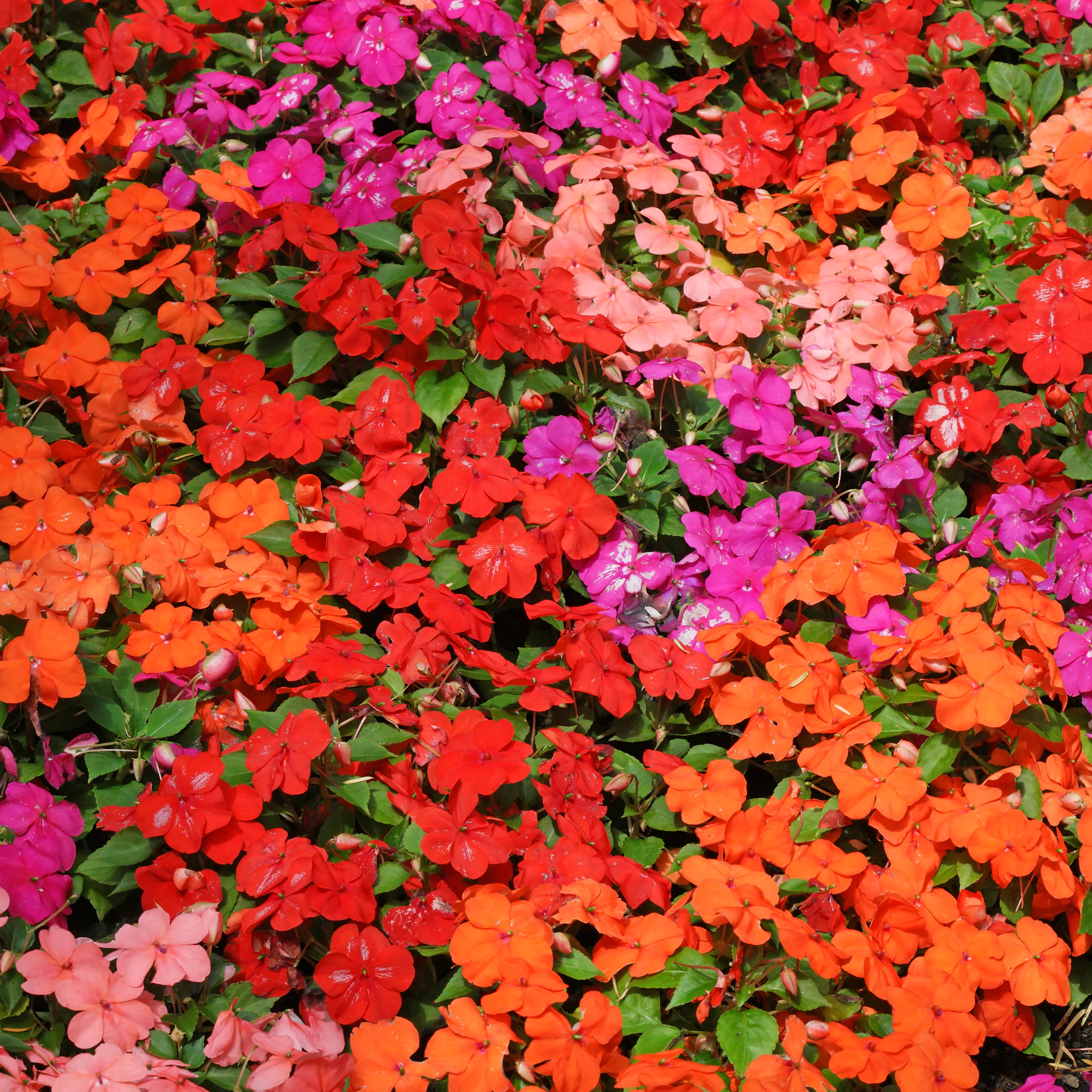 Impatiens walleriana