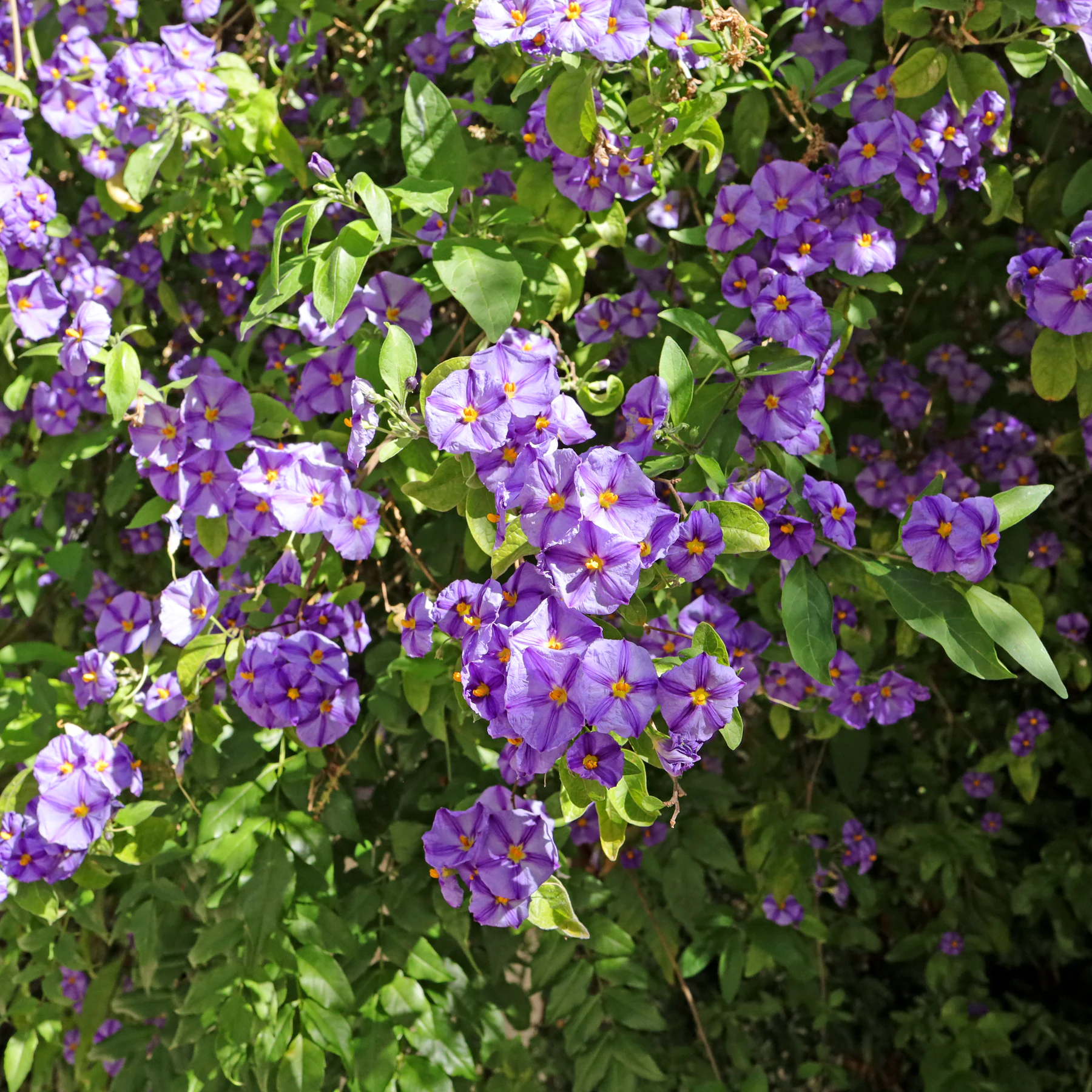 Lycianthes rantonnetii