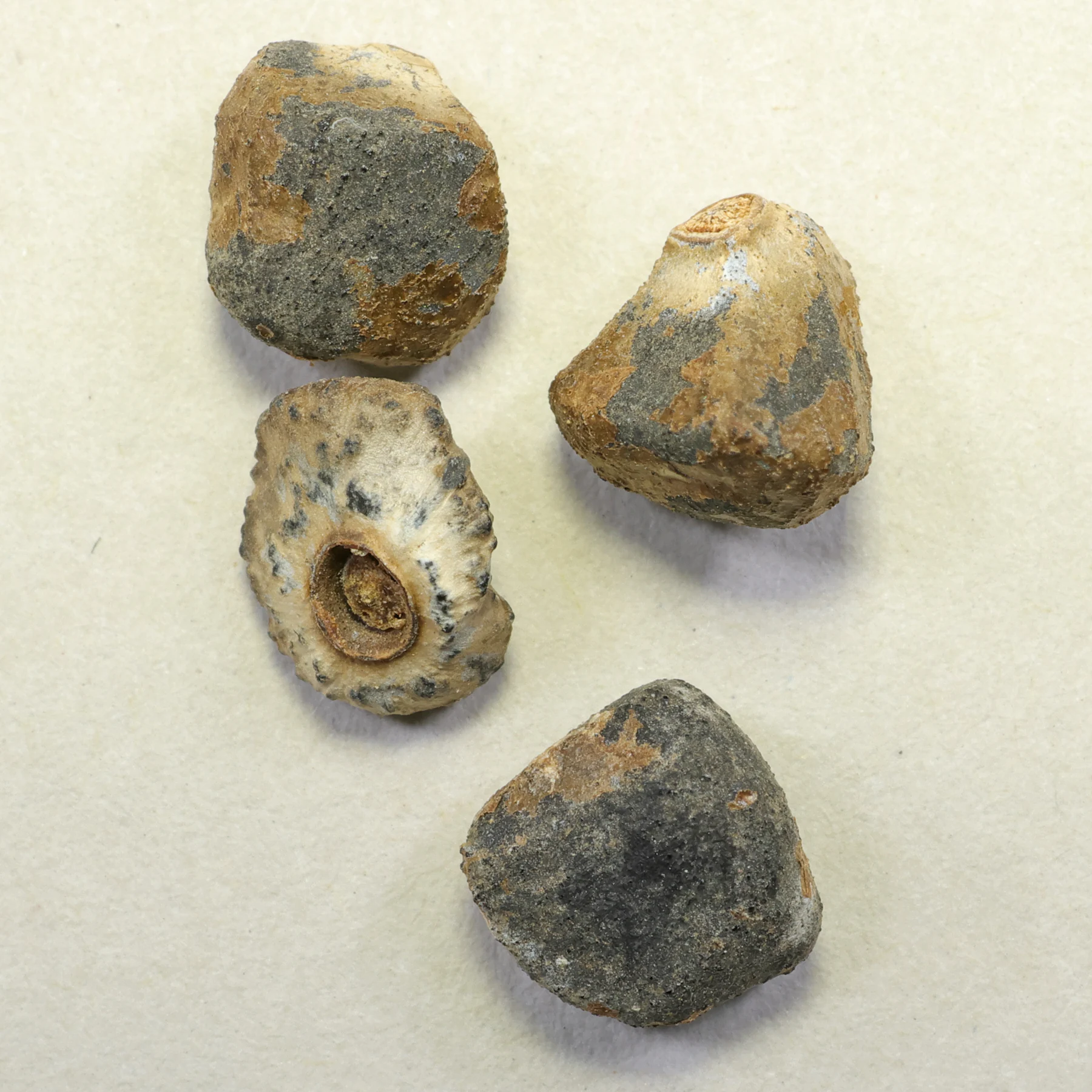 Musa basjoo seeds