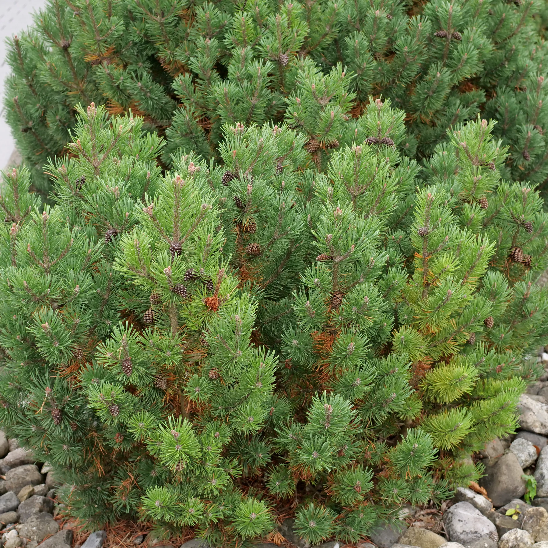 Pinus mugo Pumilio