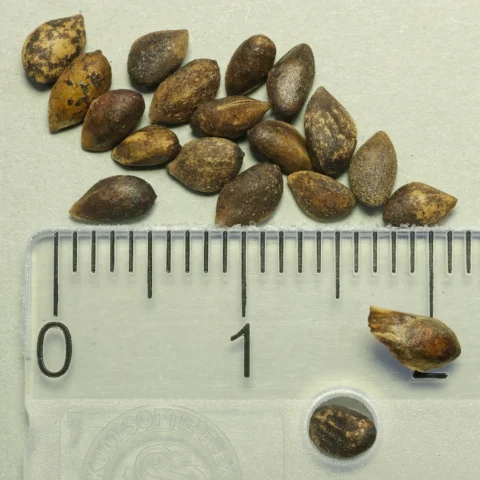 Pinus mugo mountain pine seeds