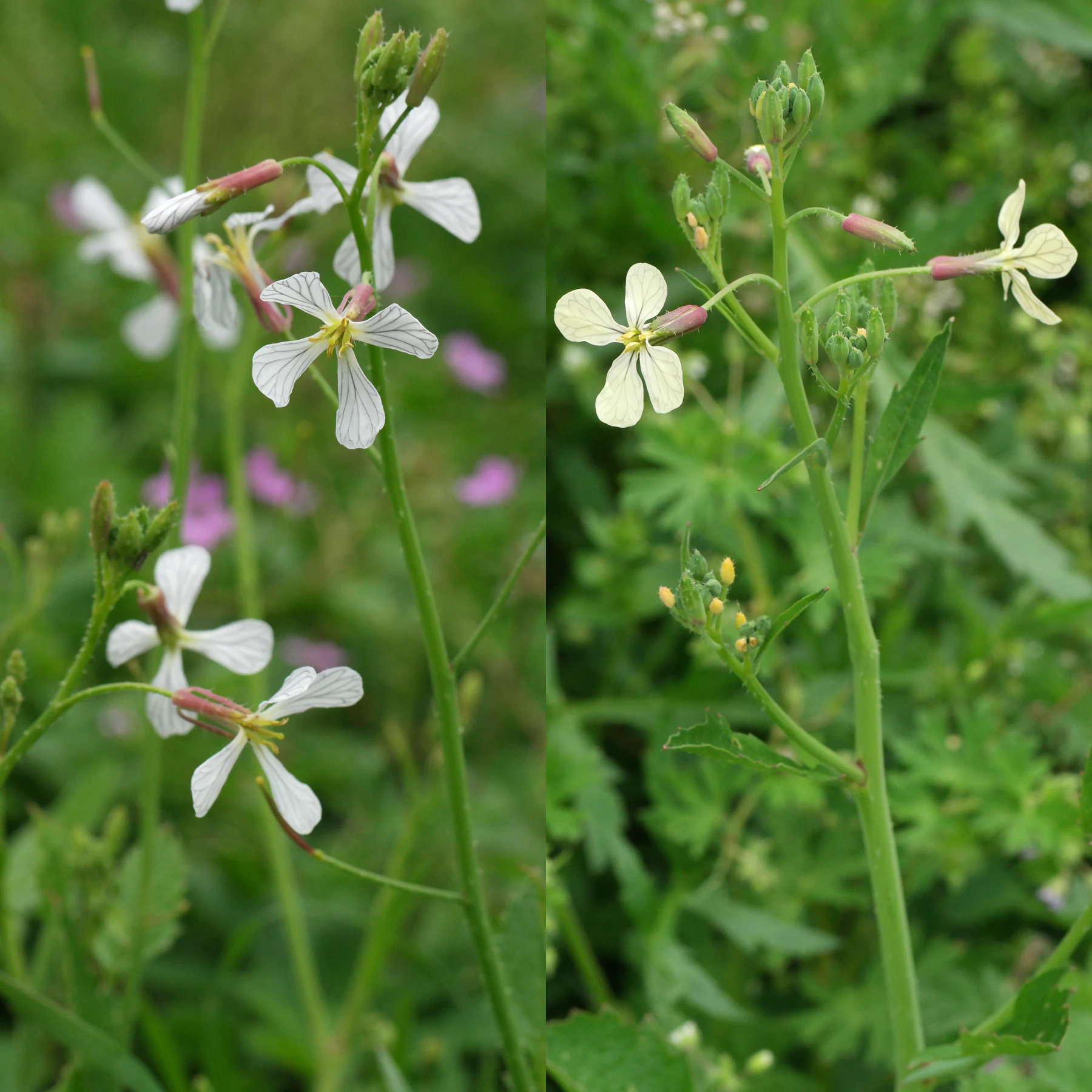 Raphanus raphanistrum wild radish