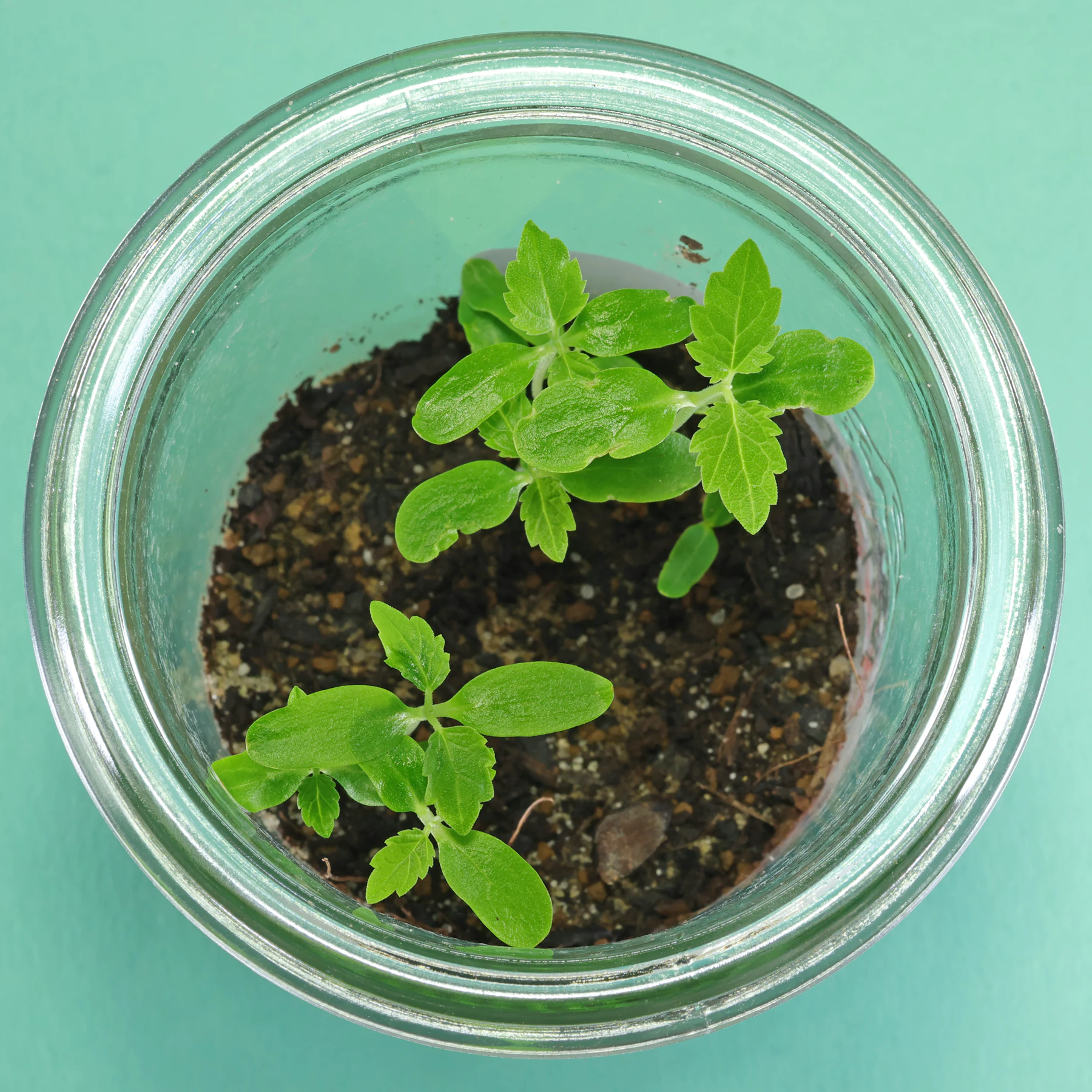 Red mulberry seedlings