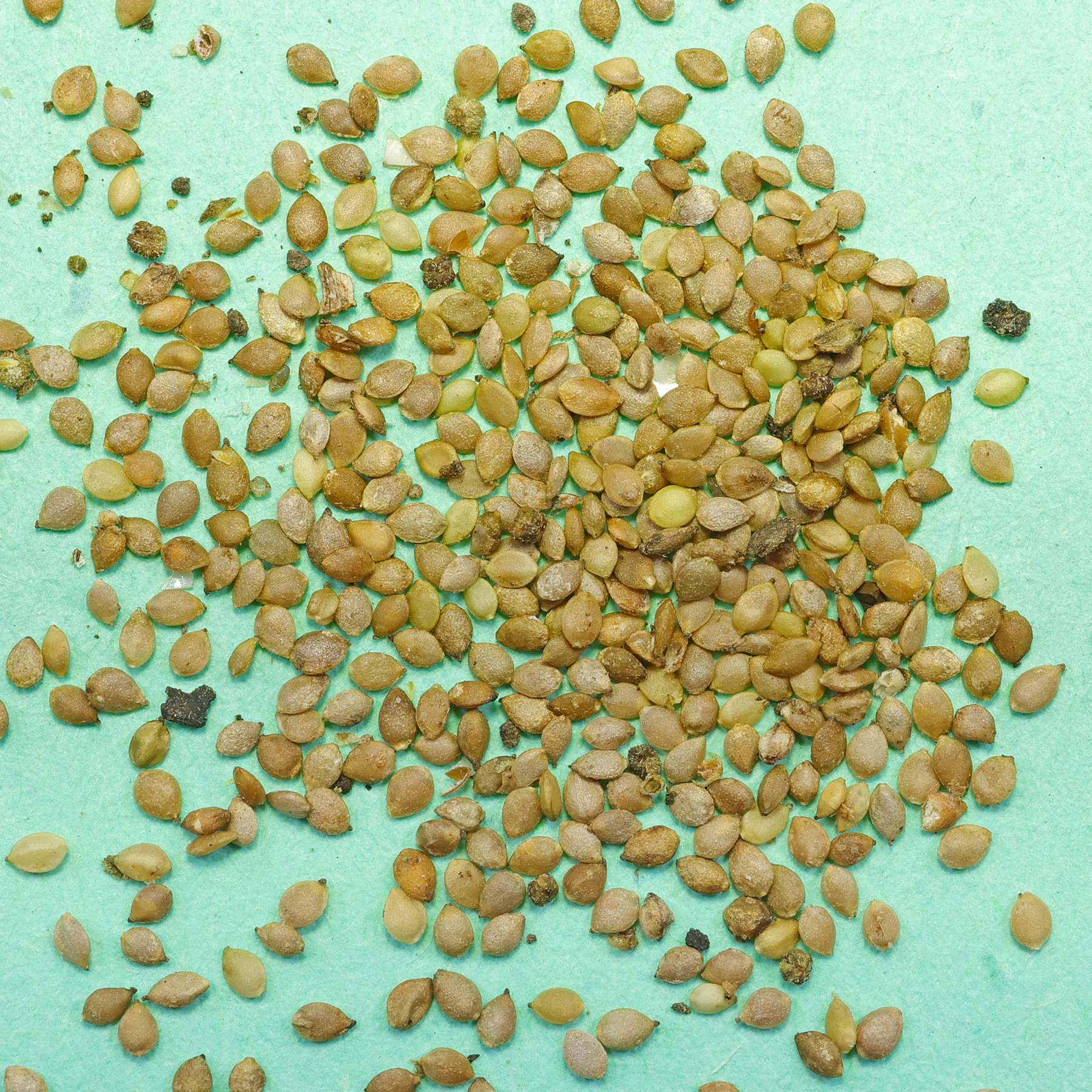 Stinging Nettle seeds