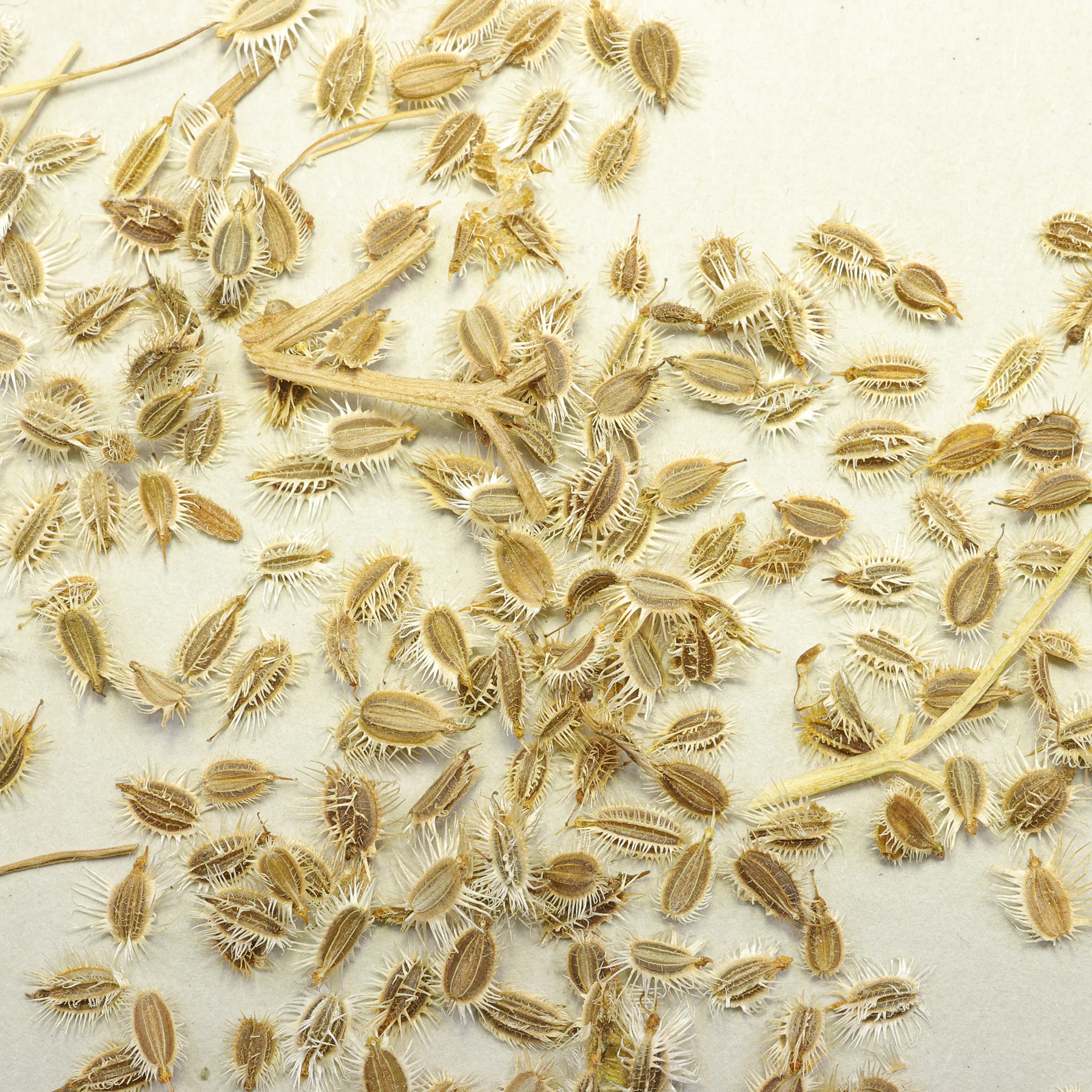 Wild carrot seeds