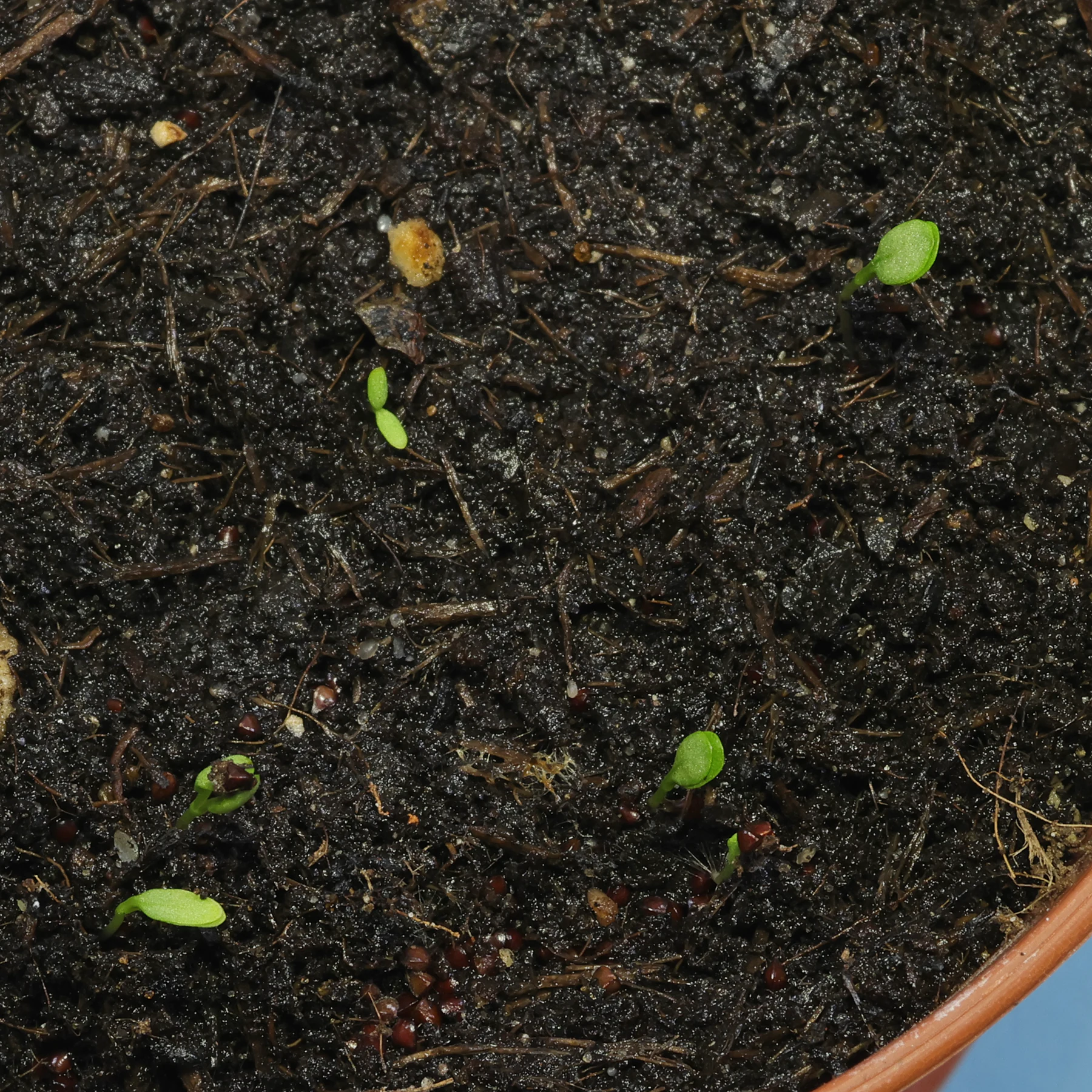 germinating seeds Rumex sanguineus
