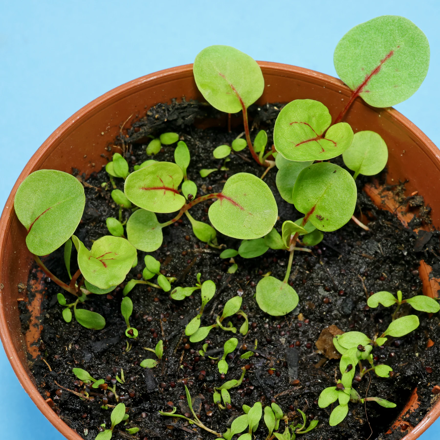 seedlings of Rumex sanguineus