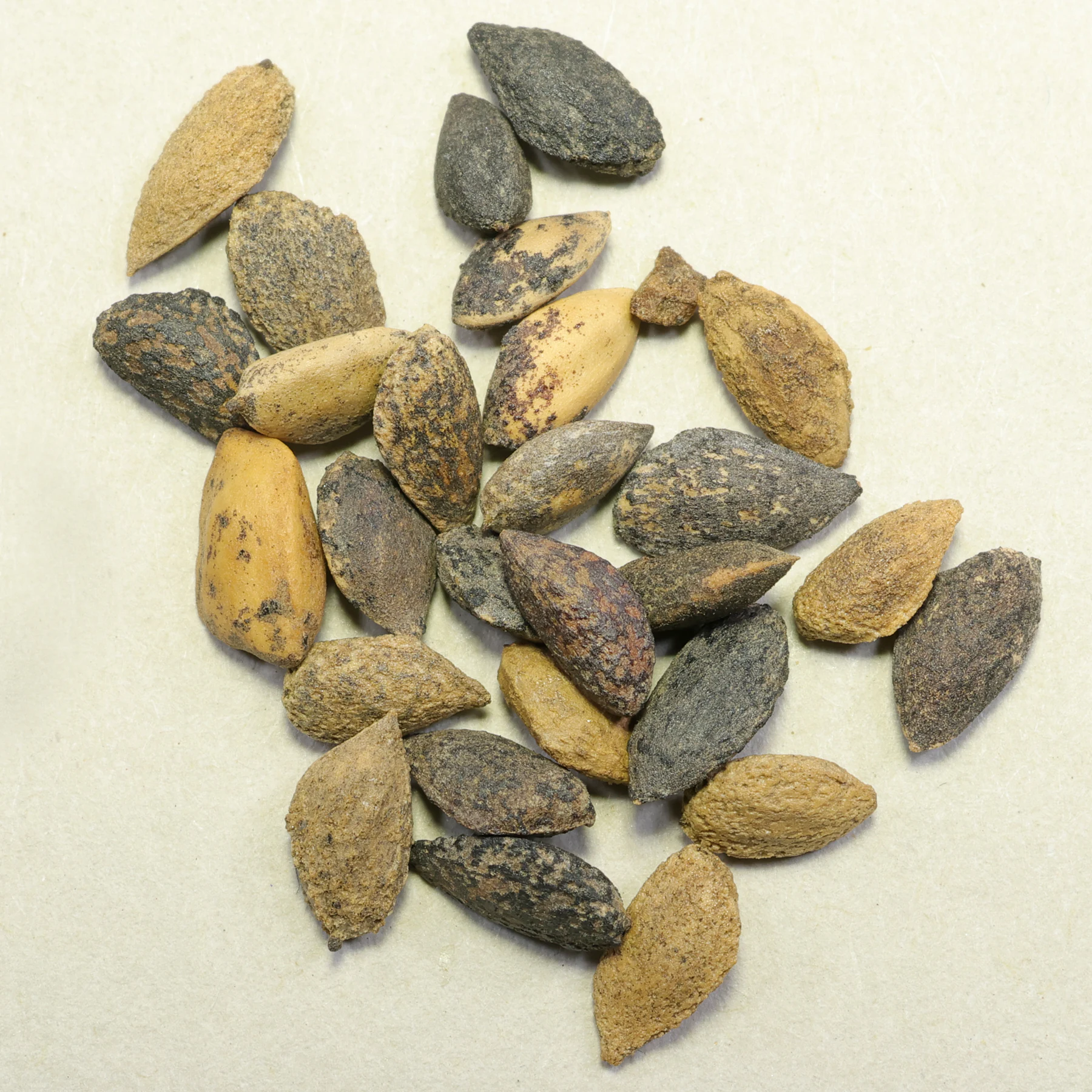 seeds Pinus patula
