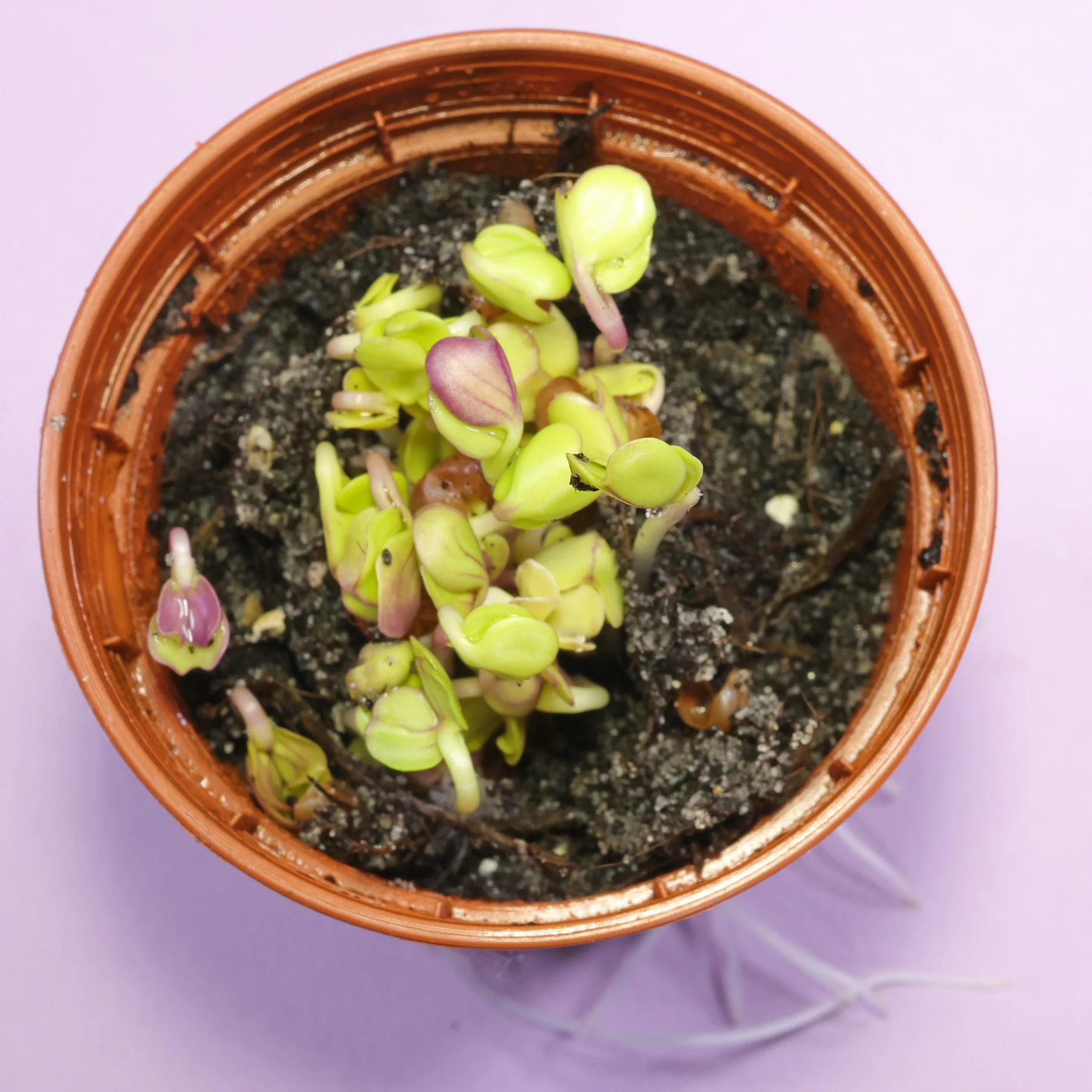 wild radish germinating seeds