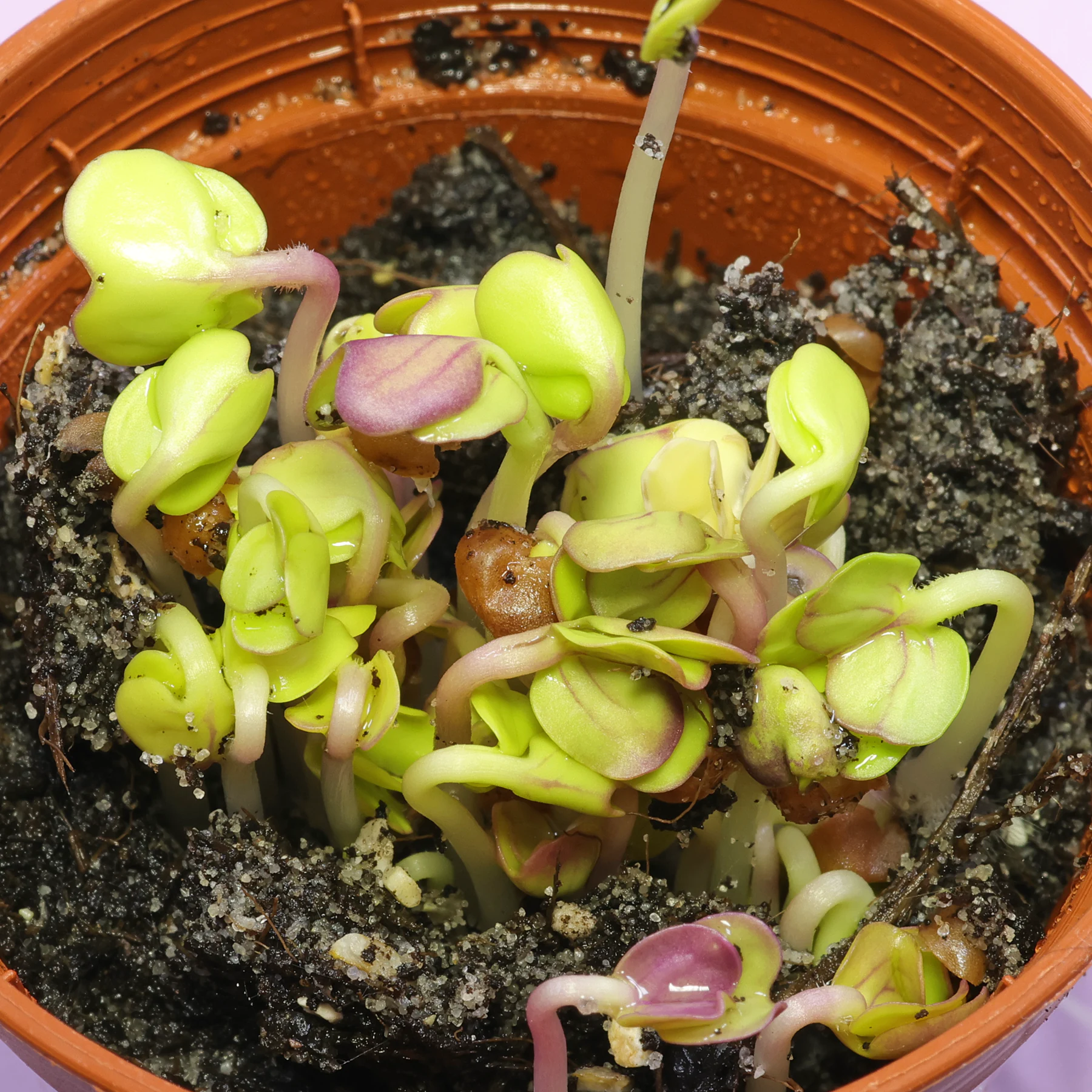 wild radish seedlings
