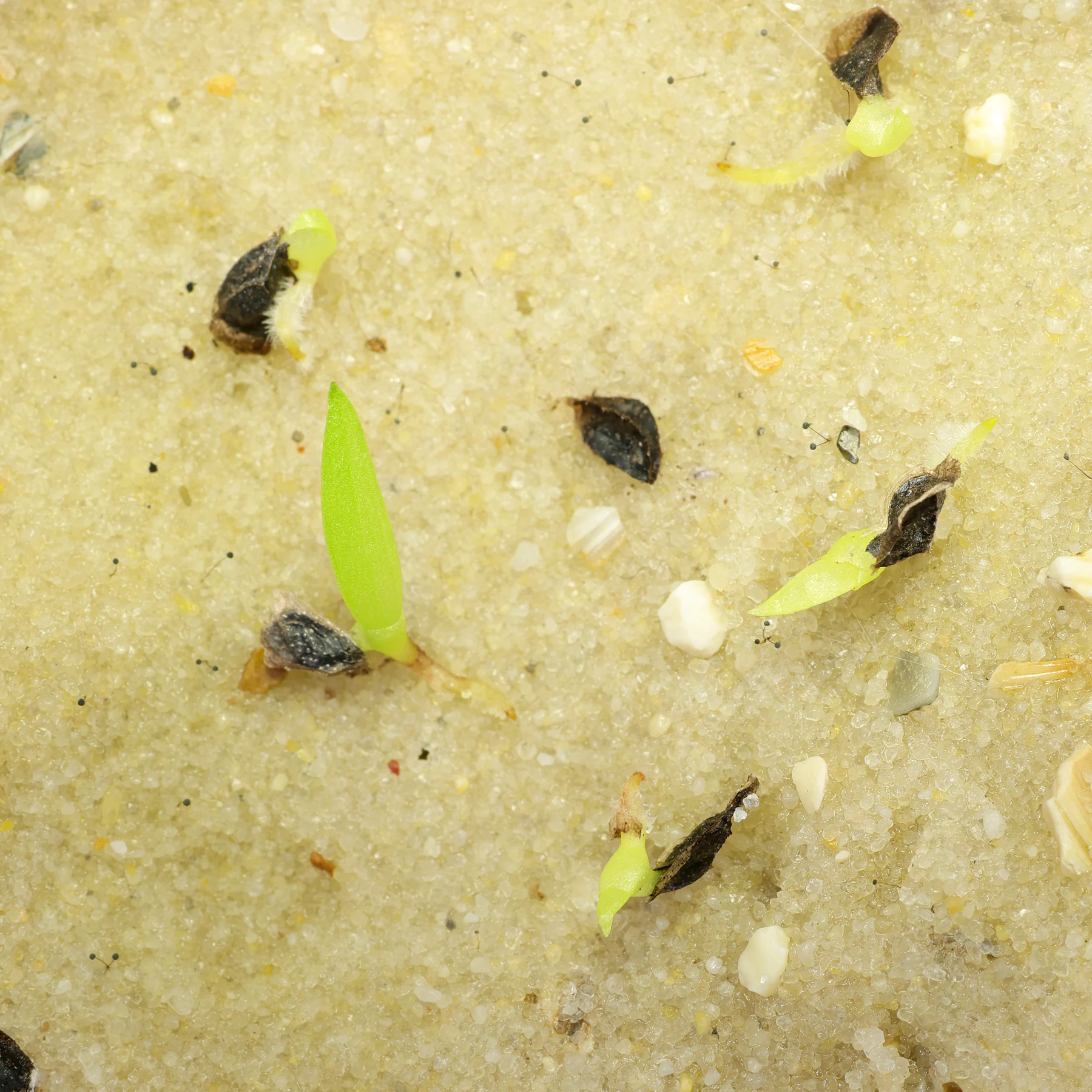 Aloe arborescens seedlings