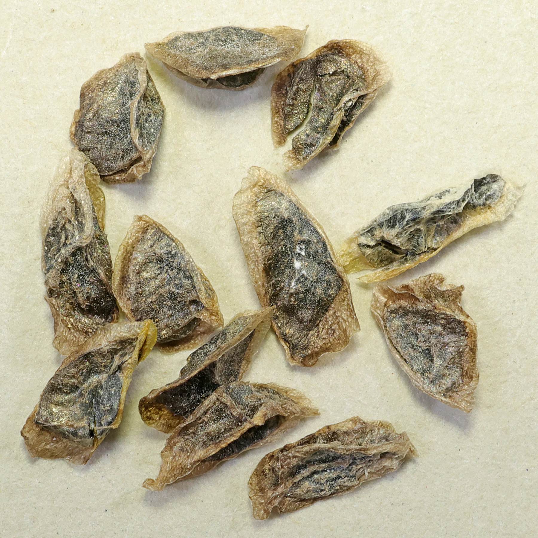 Aloe arborescens seeds