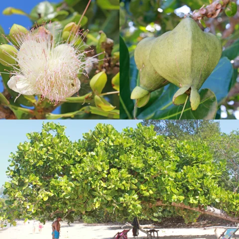 Barringtonia asiatica