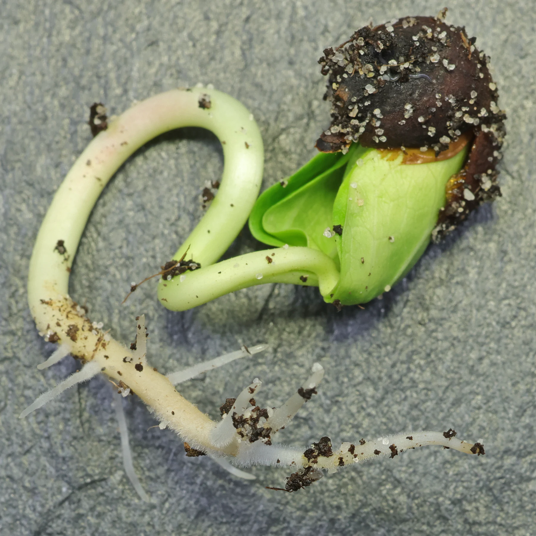 Ceiba speciosa germinating seed