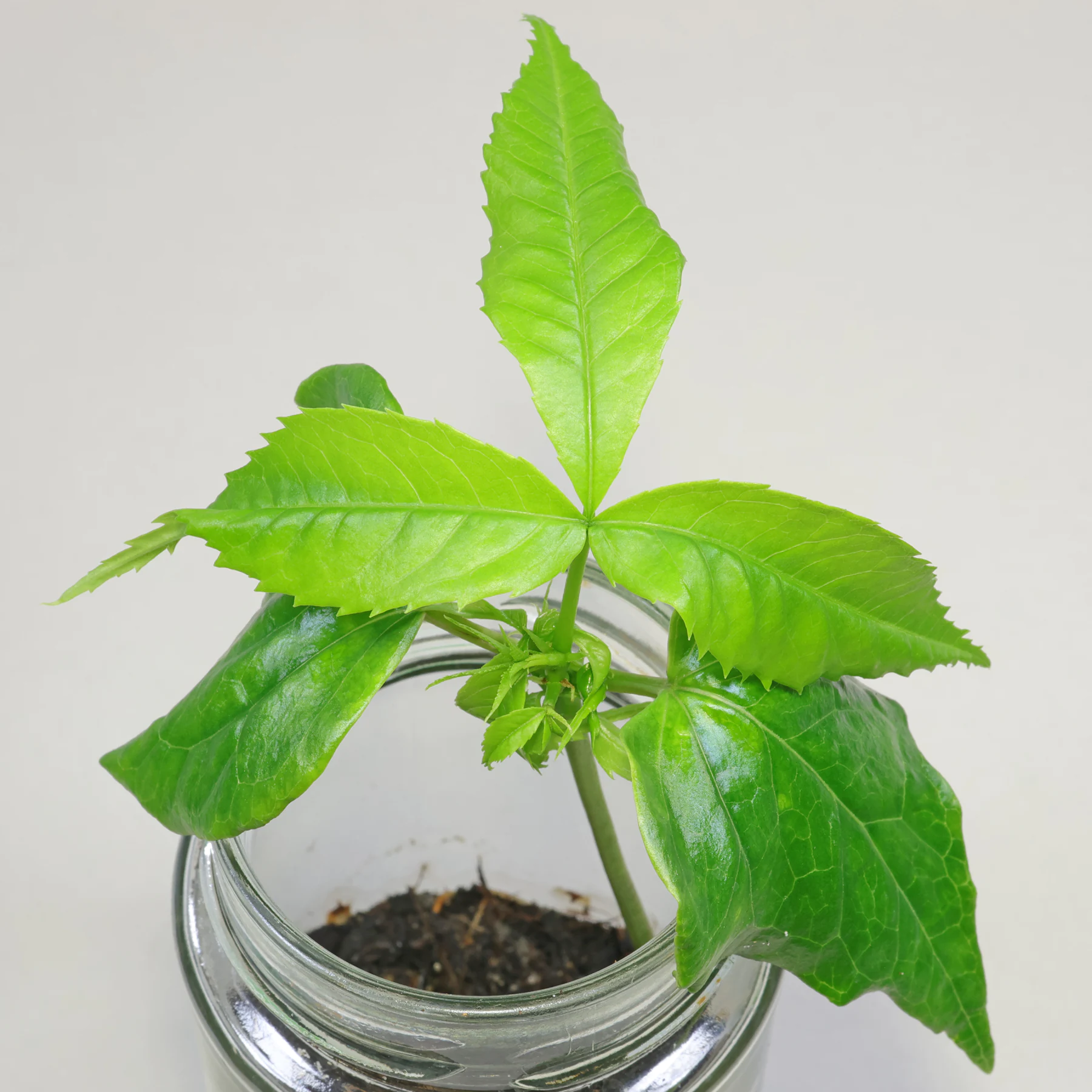 Ceiba speciosa seedling