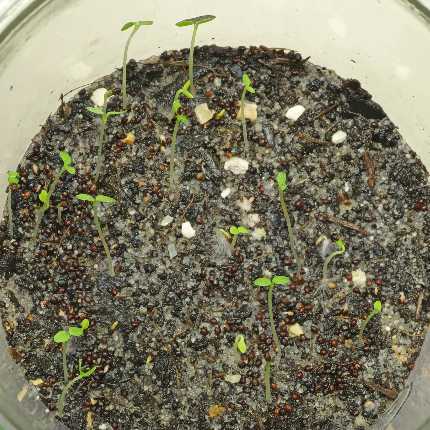 Chelidonium majus germinating seeds