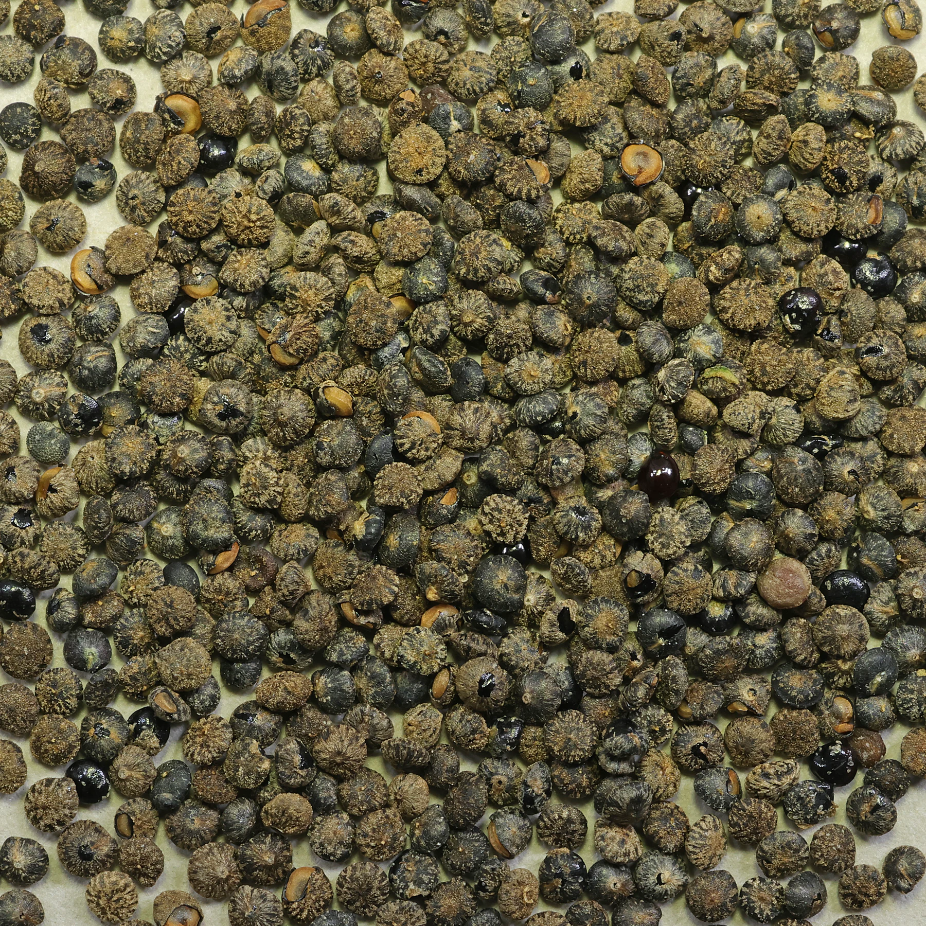 Chenopodium album seeds