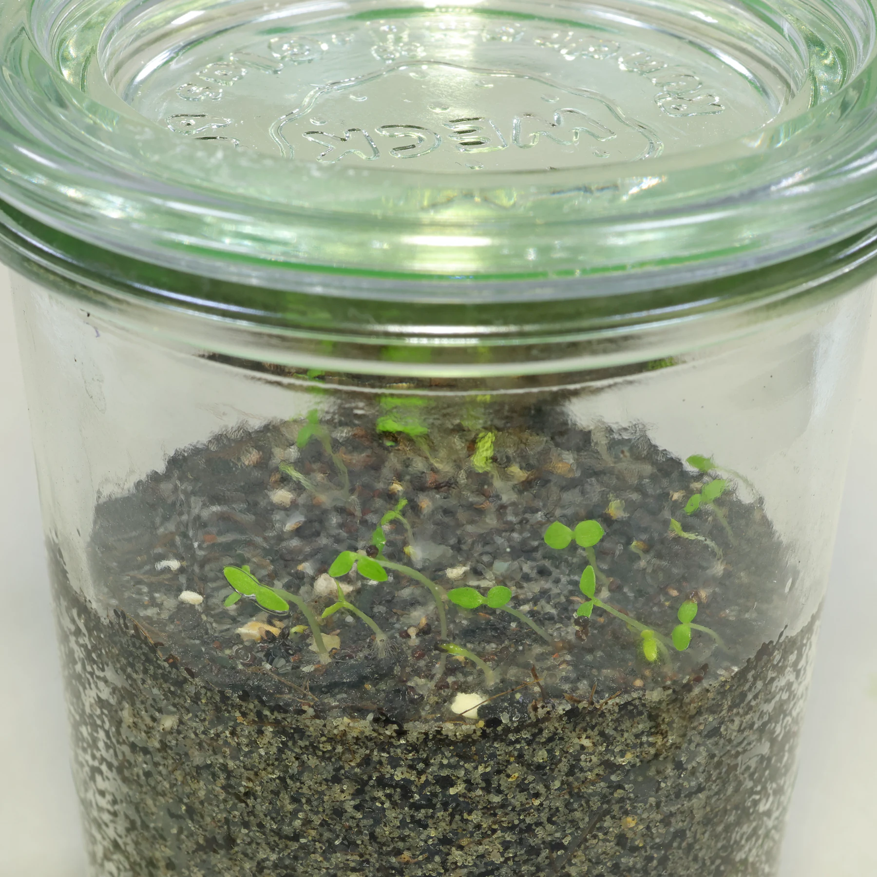 Greater celantine germinating seeds