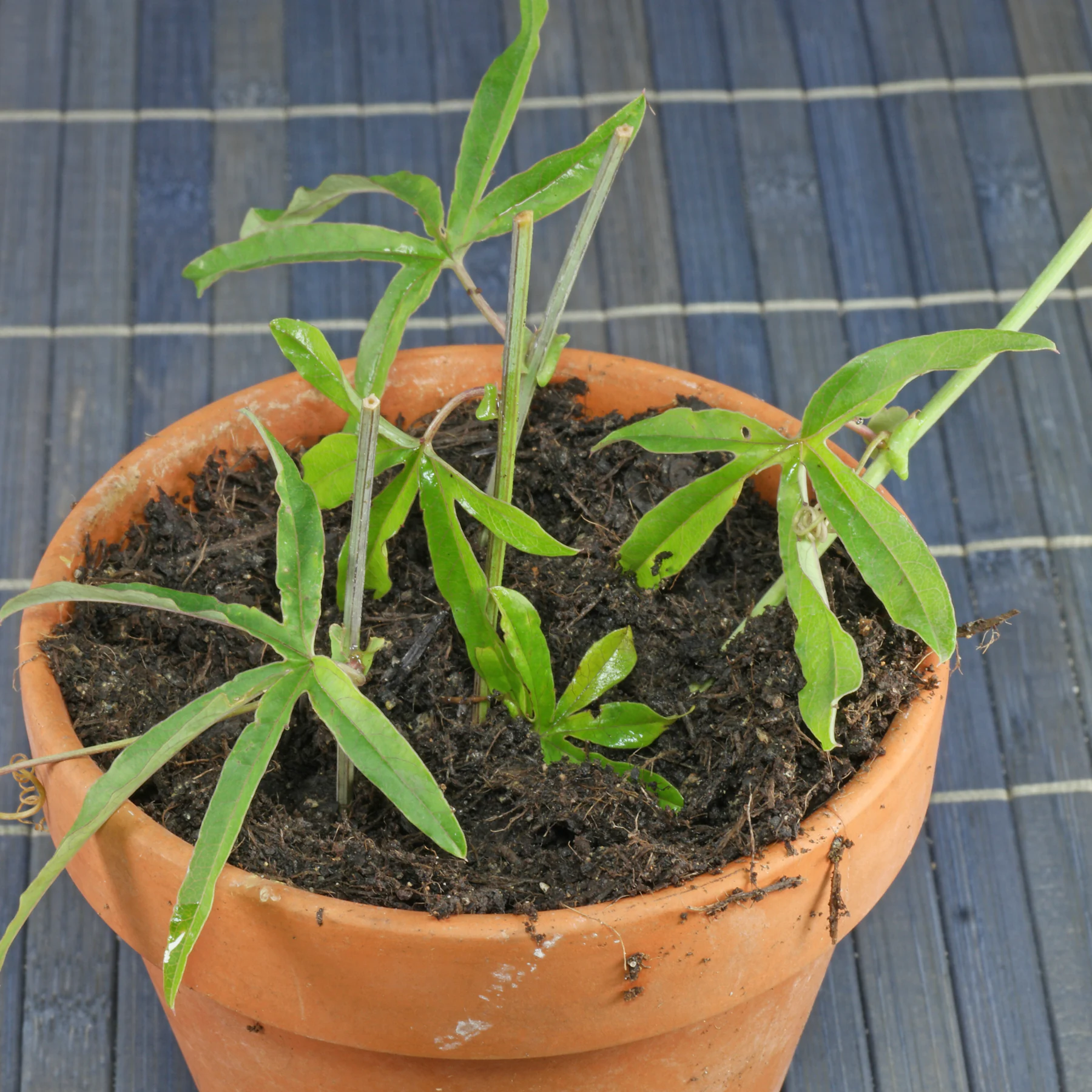 Passiflora caerulea cuttings