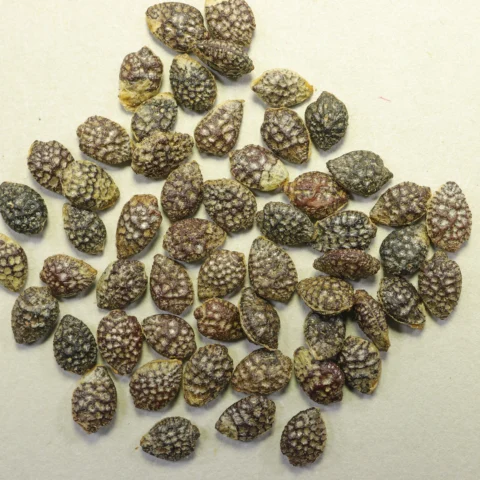 Passiflora caerulea seeds