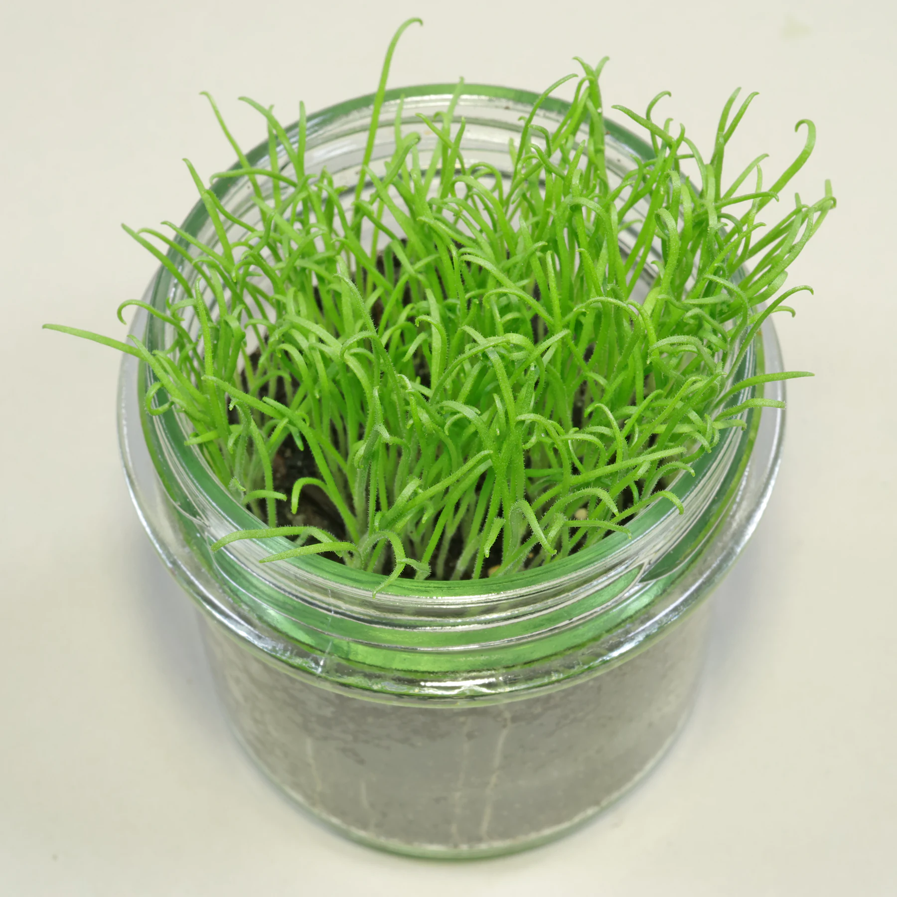 Plantago indica seedlings