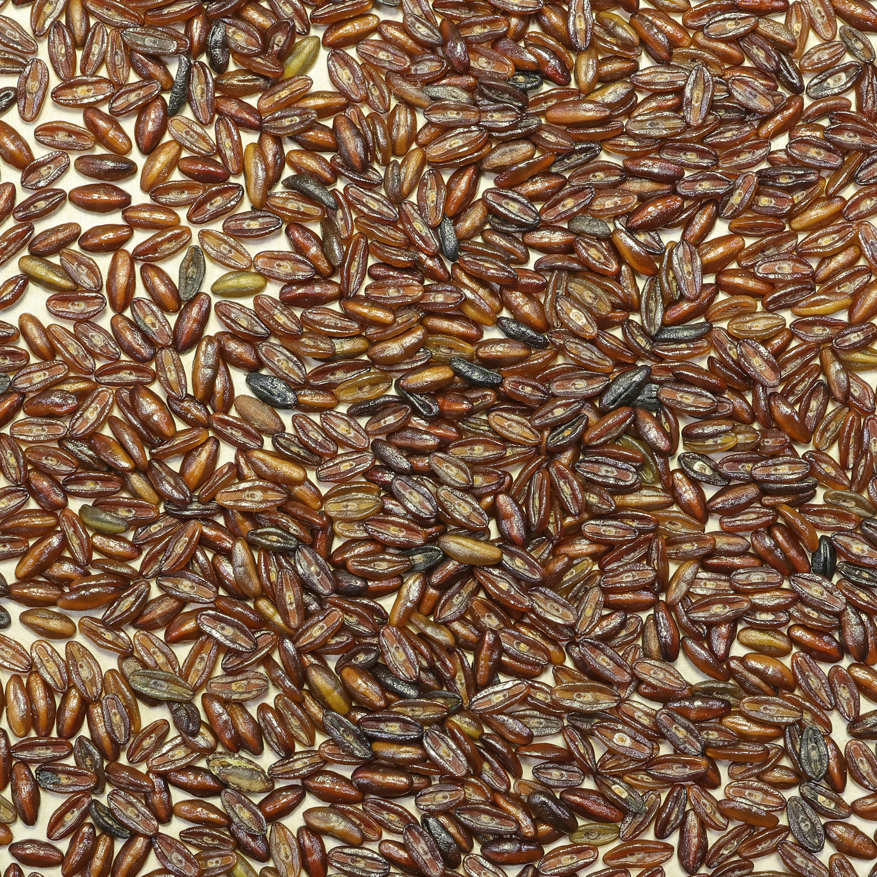 black psyllium