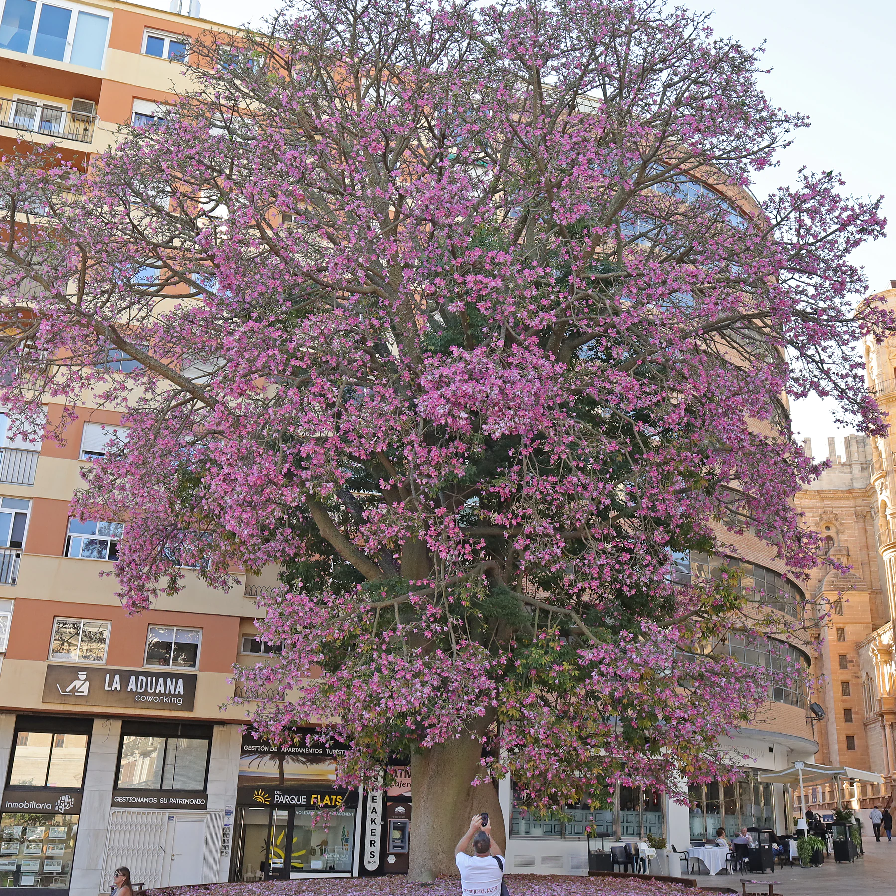 floss silk tree in Malaga