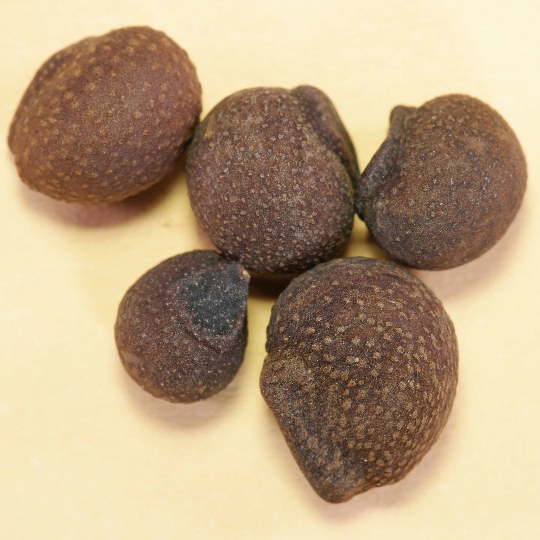 floss silk tree seeds