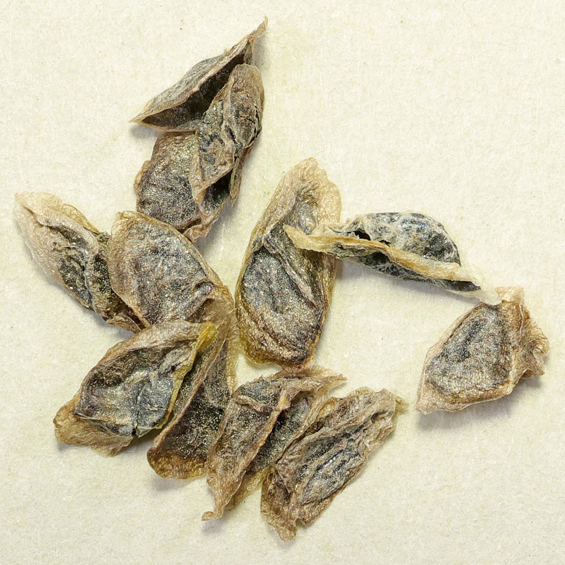 seeds Aloe arborescens