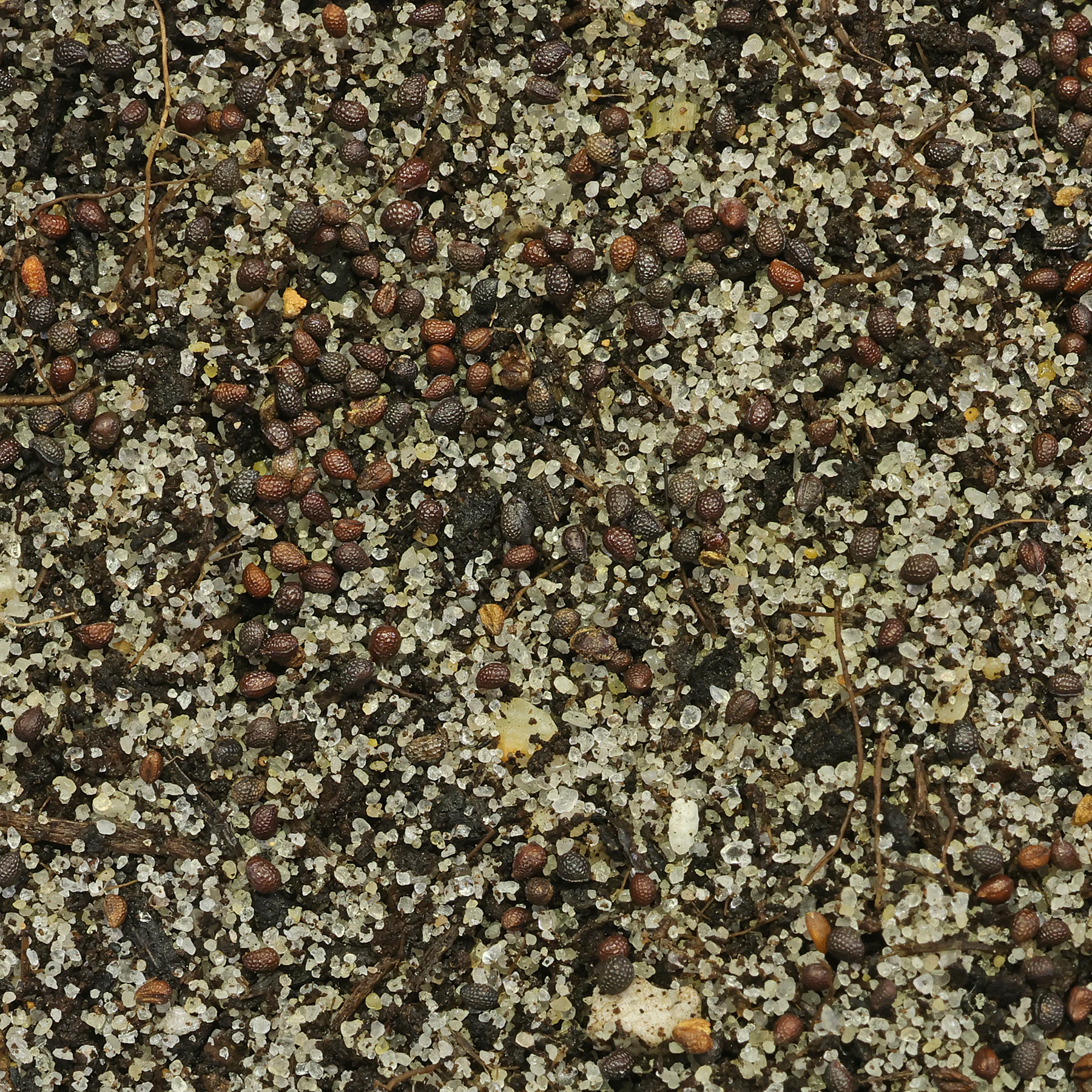 seeds Chelidonium majus