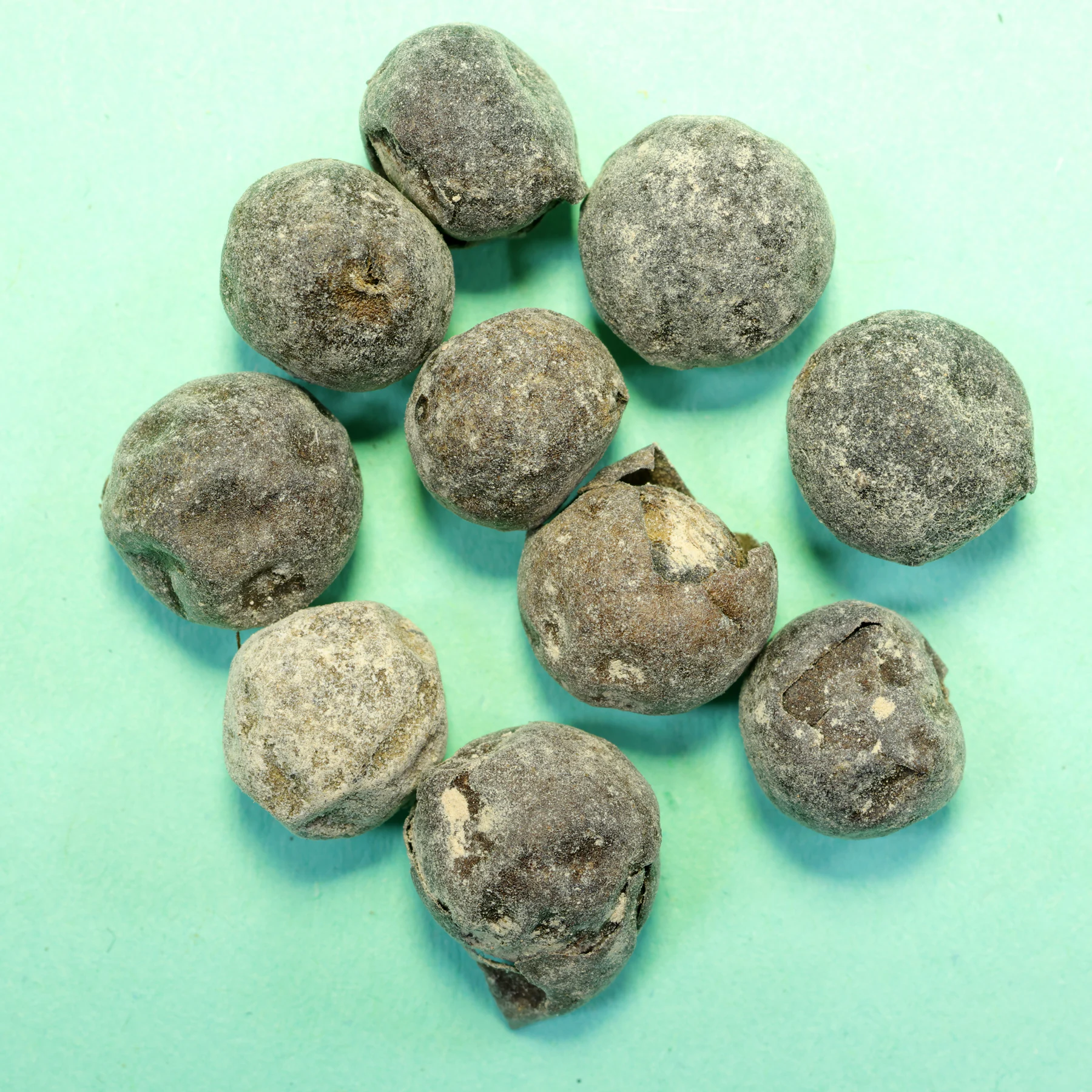 seeds Rhapis humilis