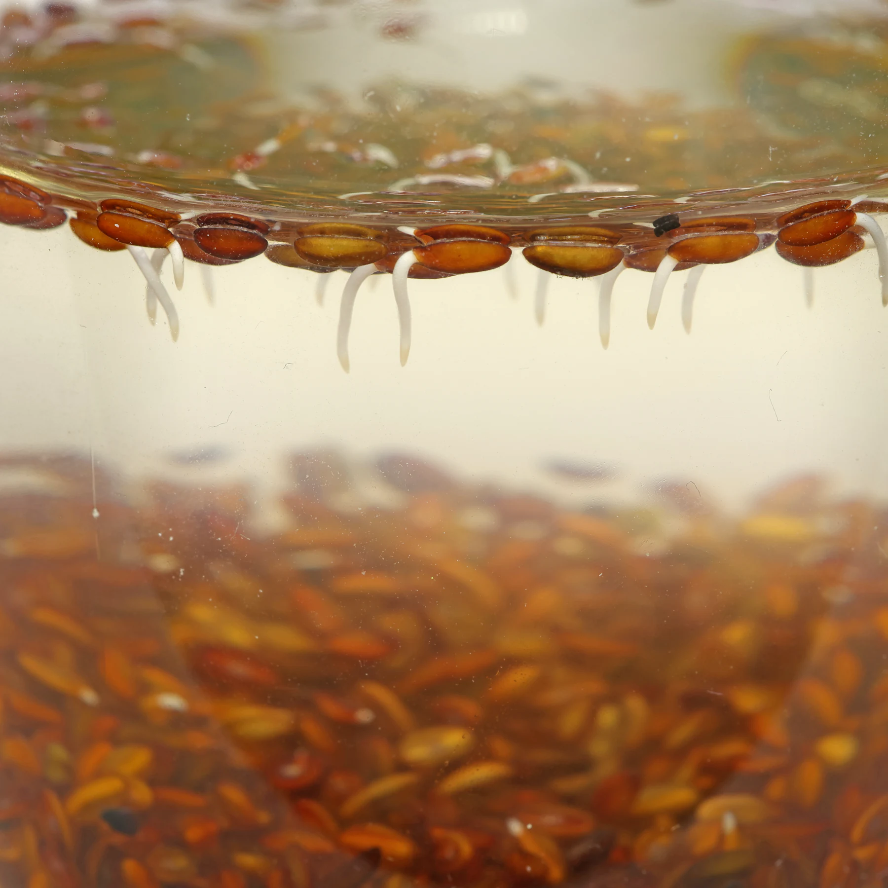 soaking black psyllium