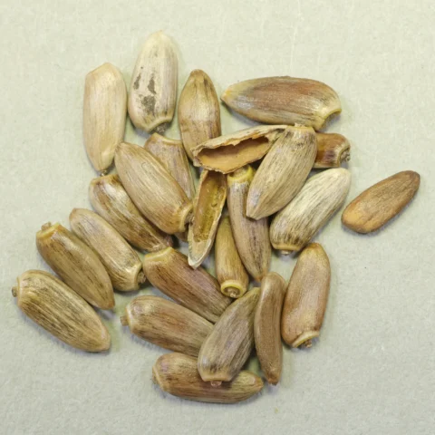 Cirsium eriophorum seeds