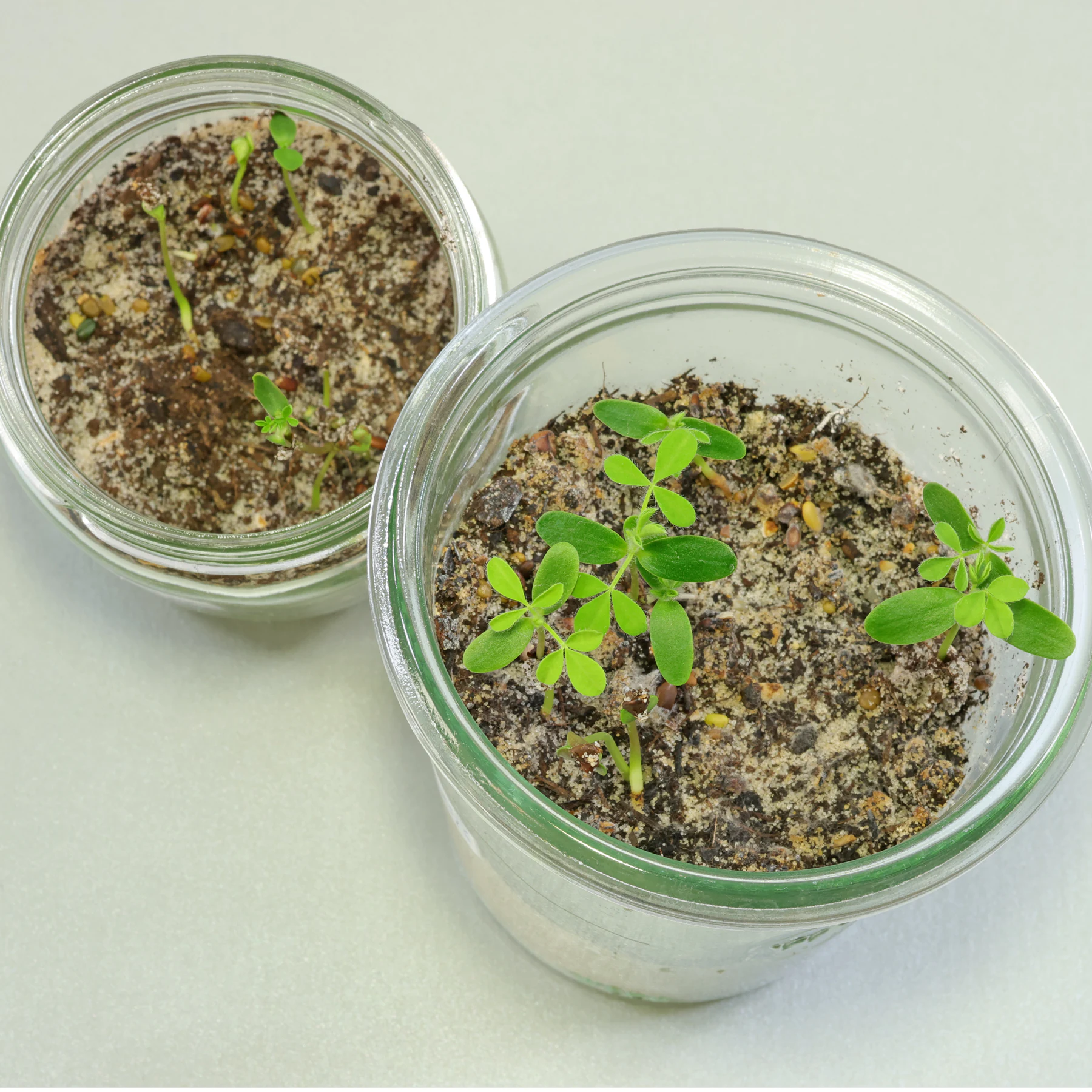 Cytisus scoparius seedlings