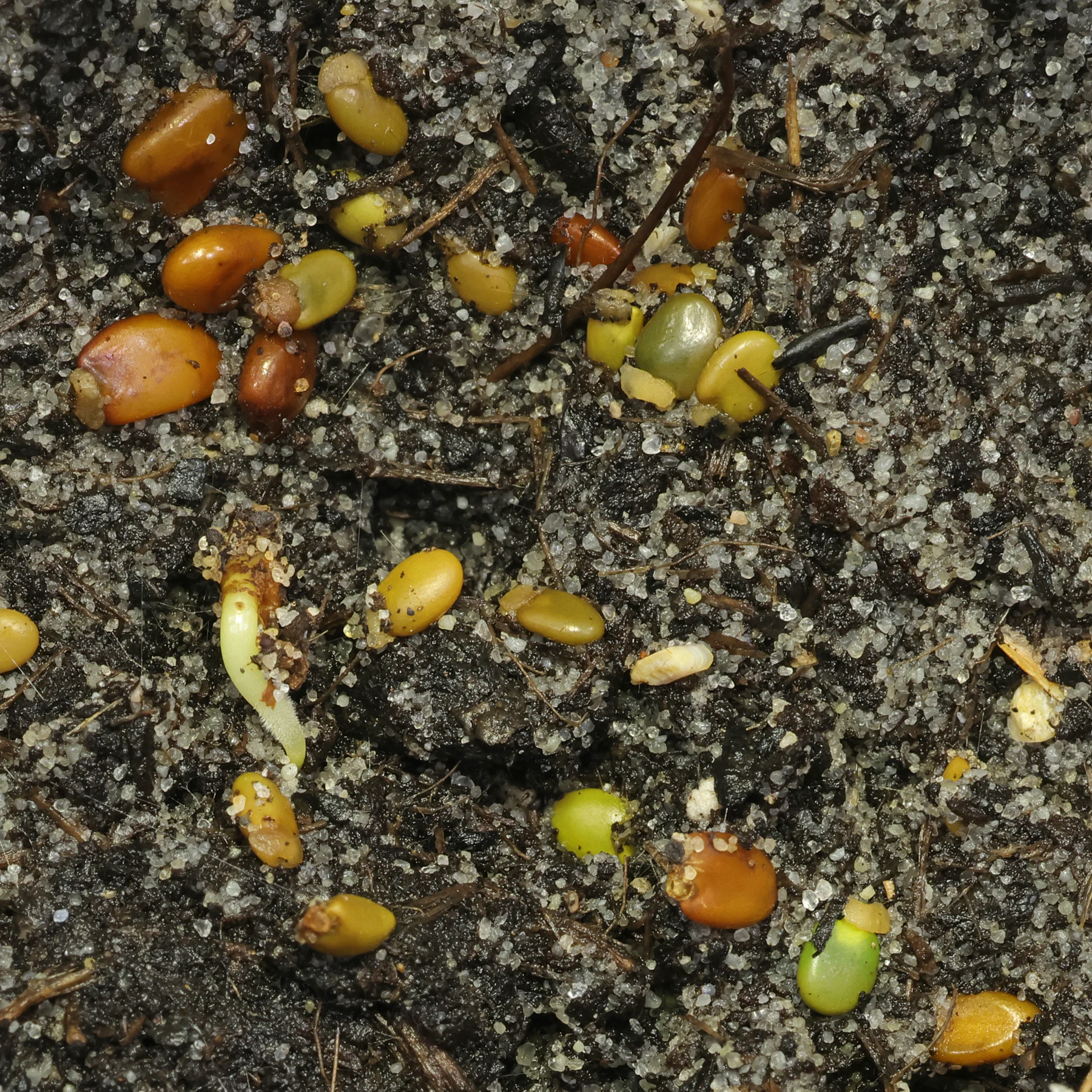 Cytisus scoparius seeds