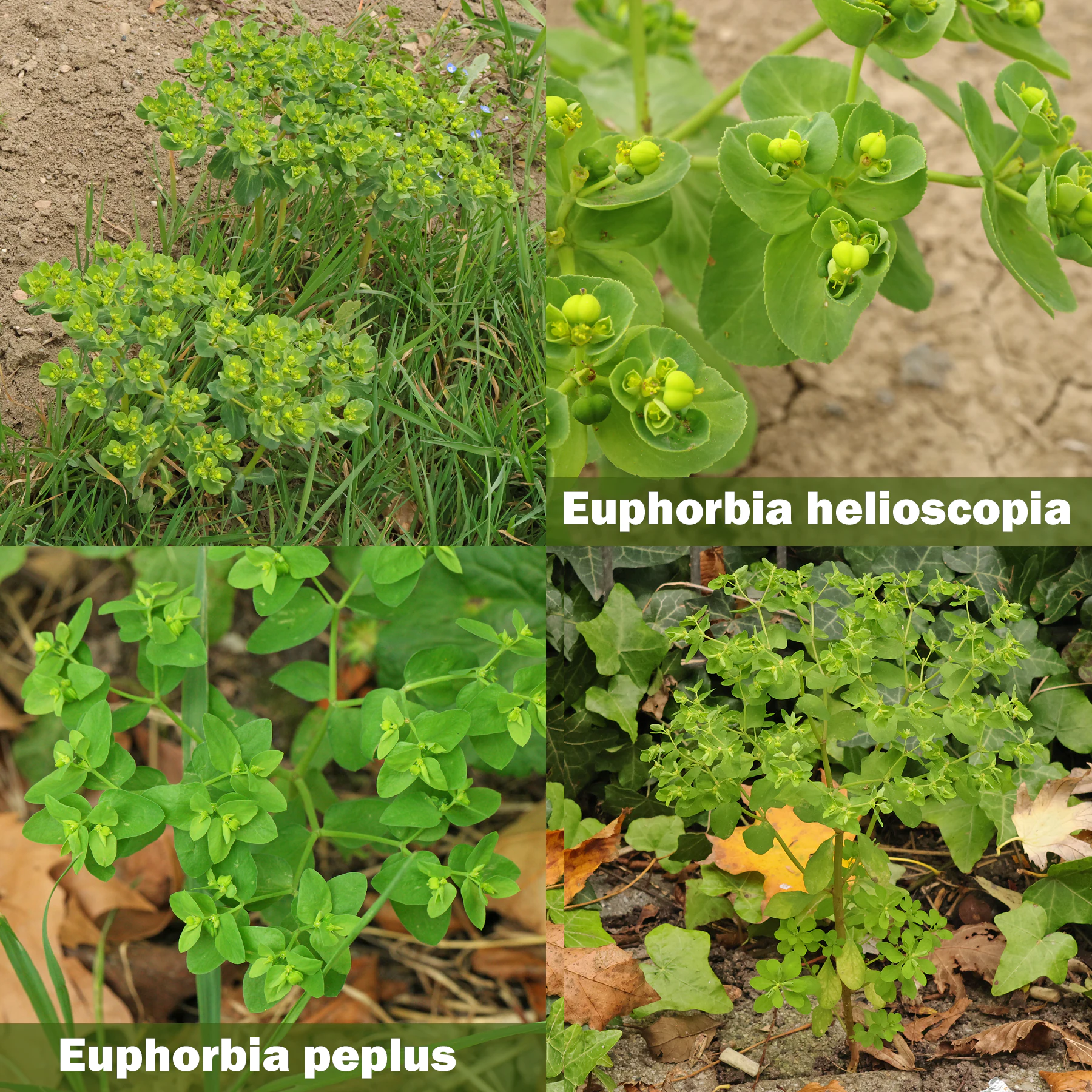 Euphorbia helioscopia vs. Euphorbia peplus